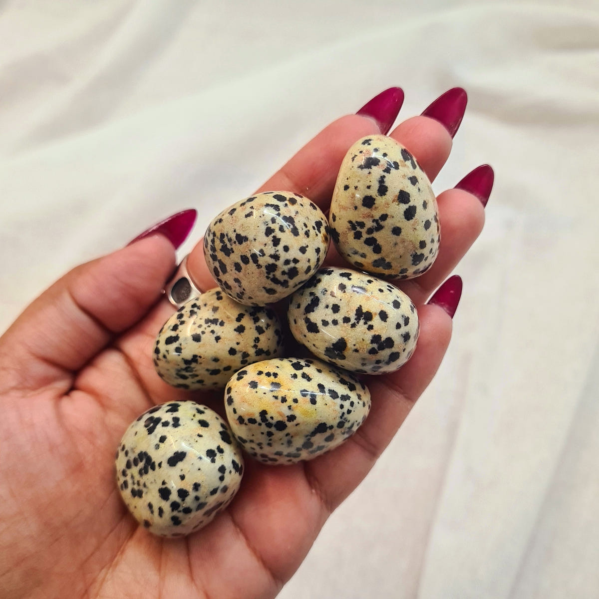 Hand holding smooth oval Dalmatian jasper stones with cream surfaces and black spots.