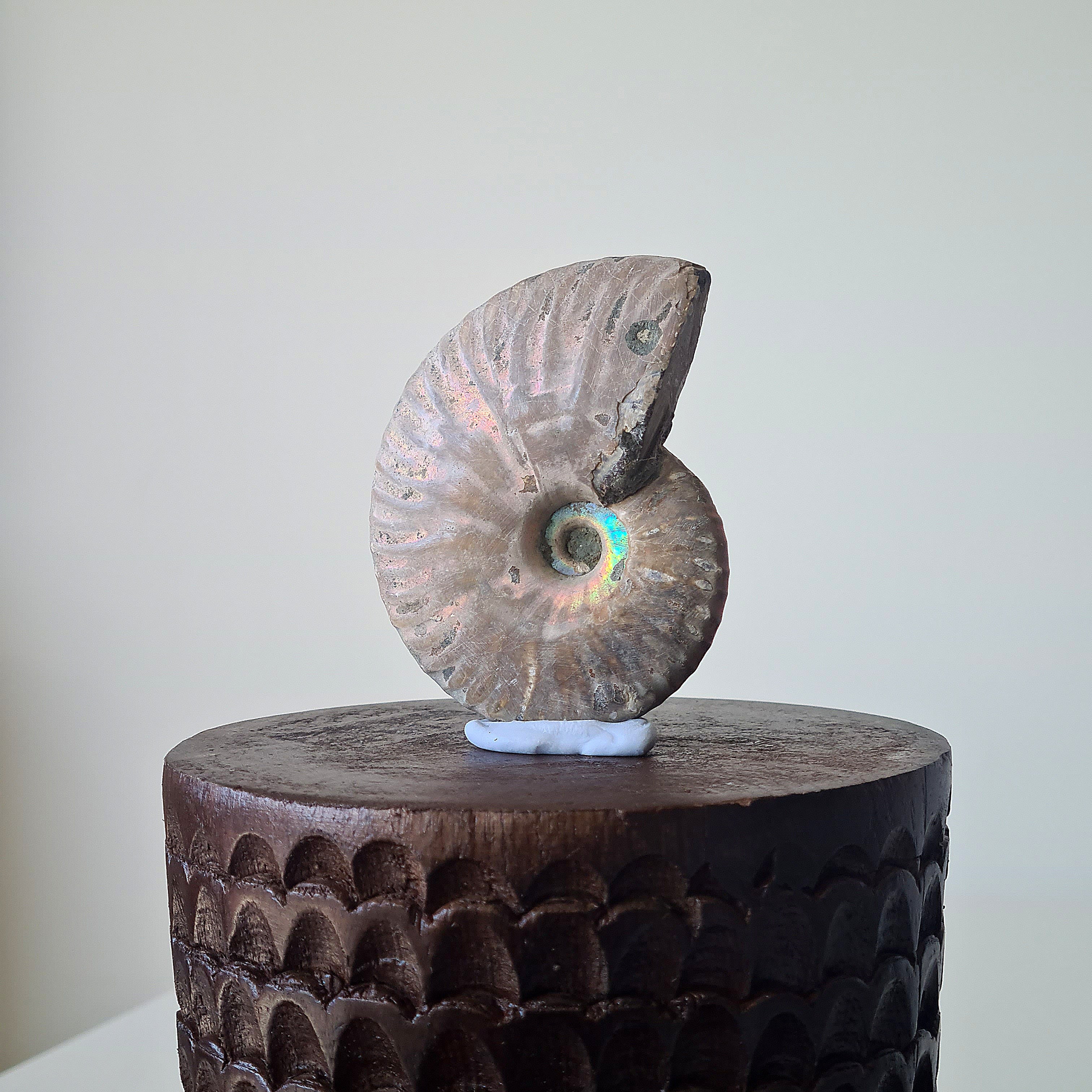 Ammonite Fossil | A | 7 cm