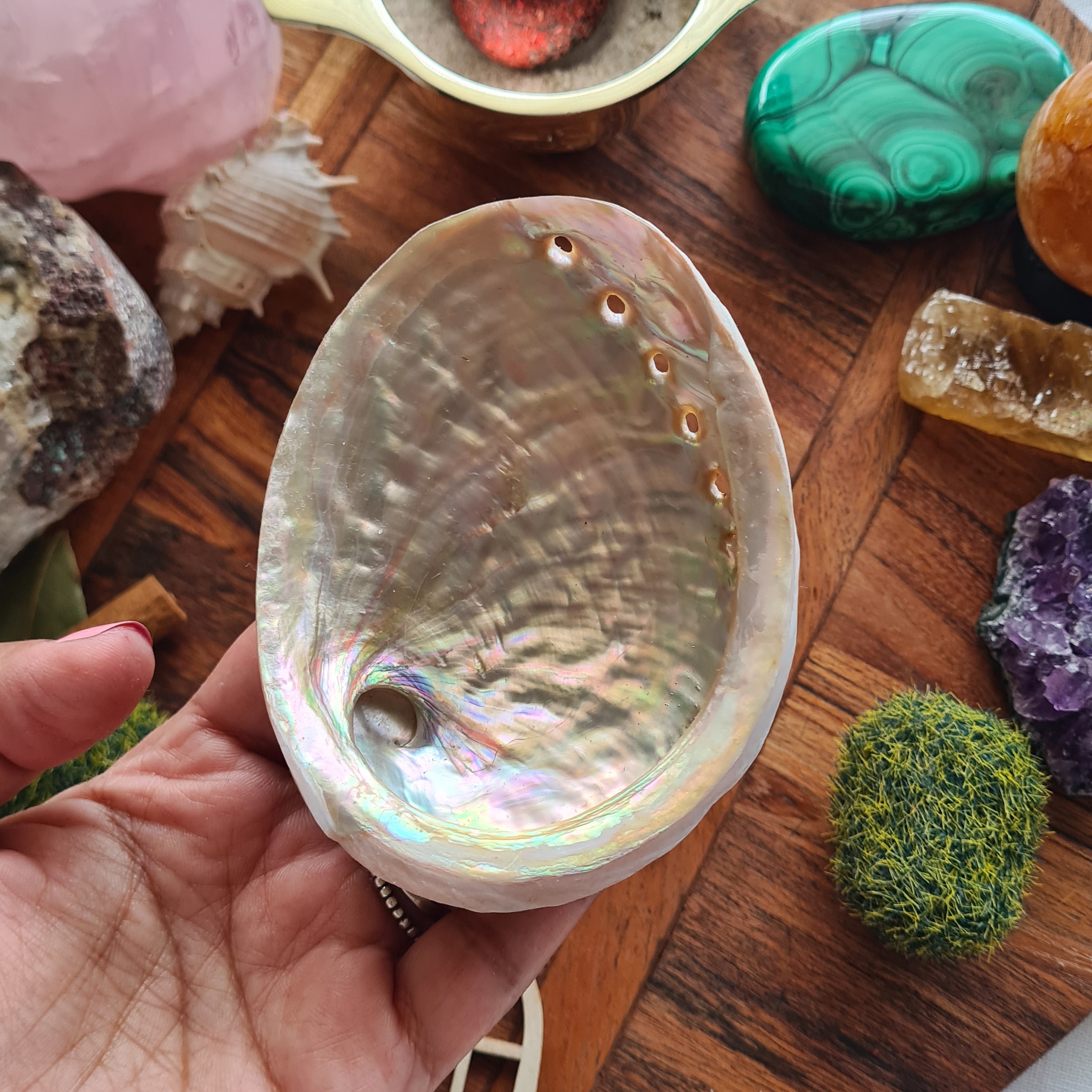 Mini Abalone Shell ๐ | 1 Piece