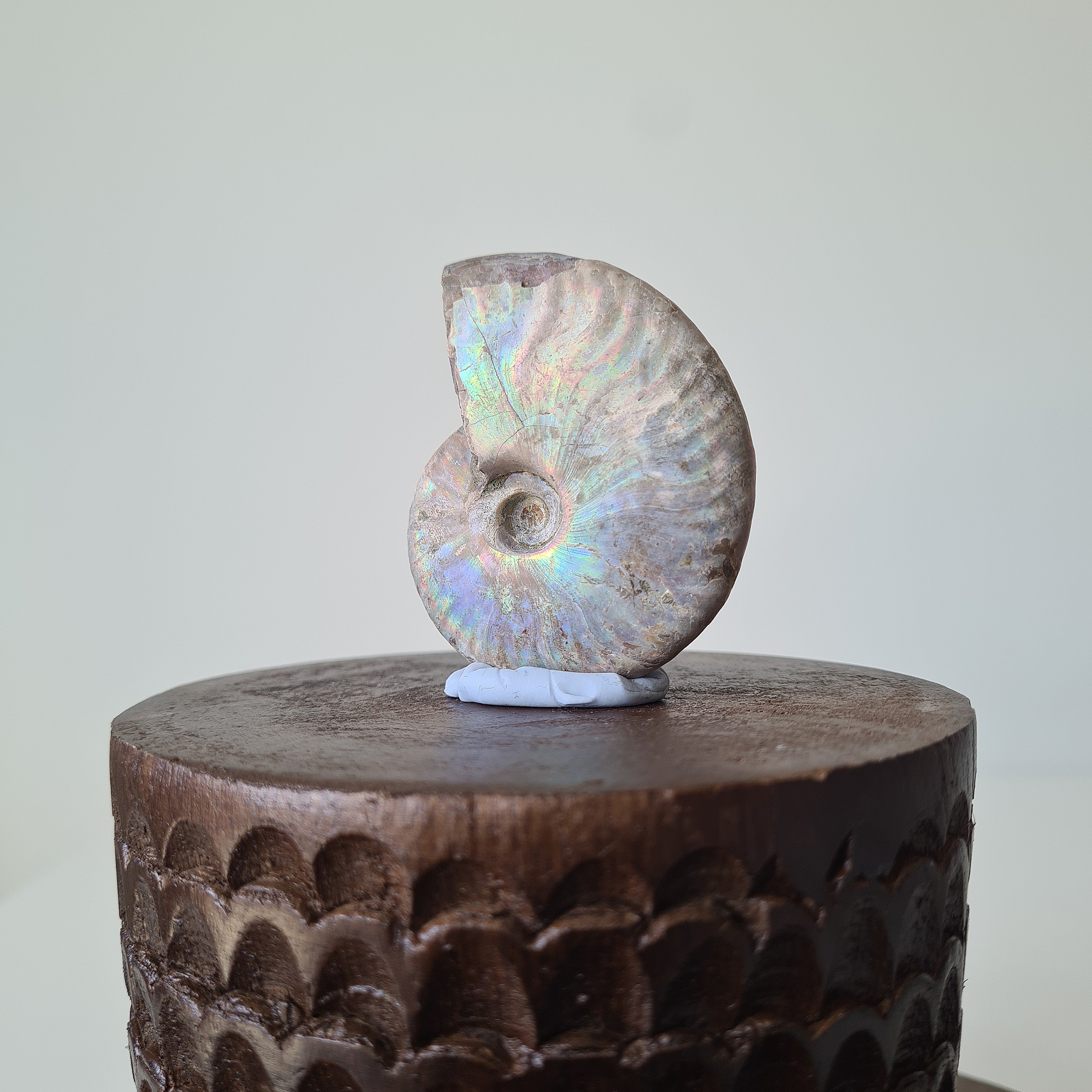 Ammonite Fossil | C | 6 cm