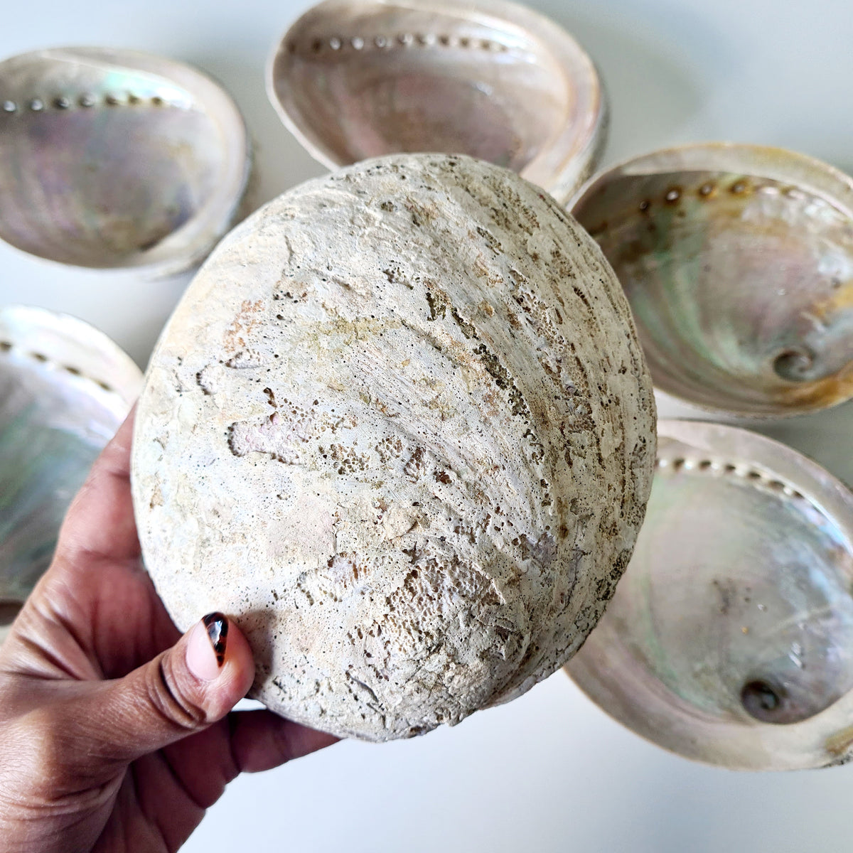 Abalone Shell Large | Smudging, Cleansing & Rituals | 1 Piece