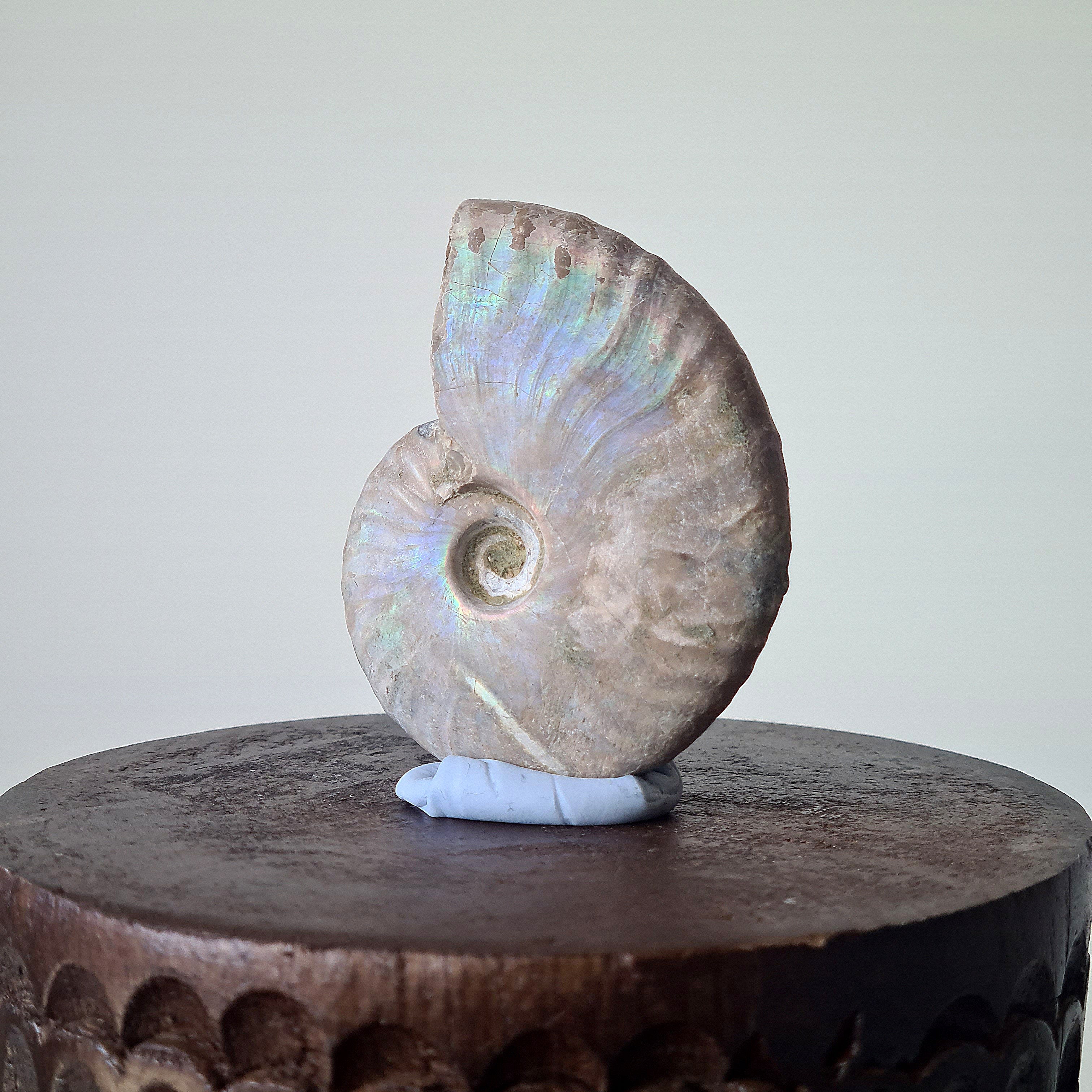Ammonite Fossil | B | 5.5 cm