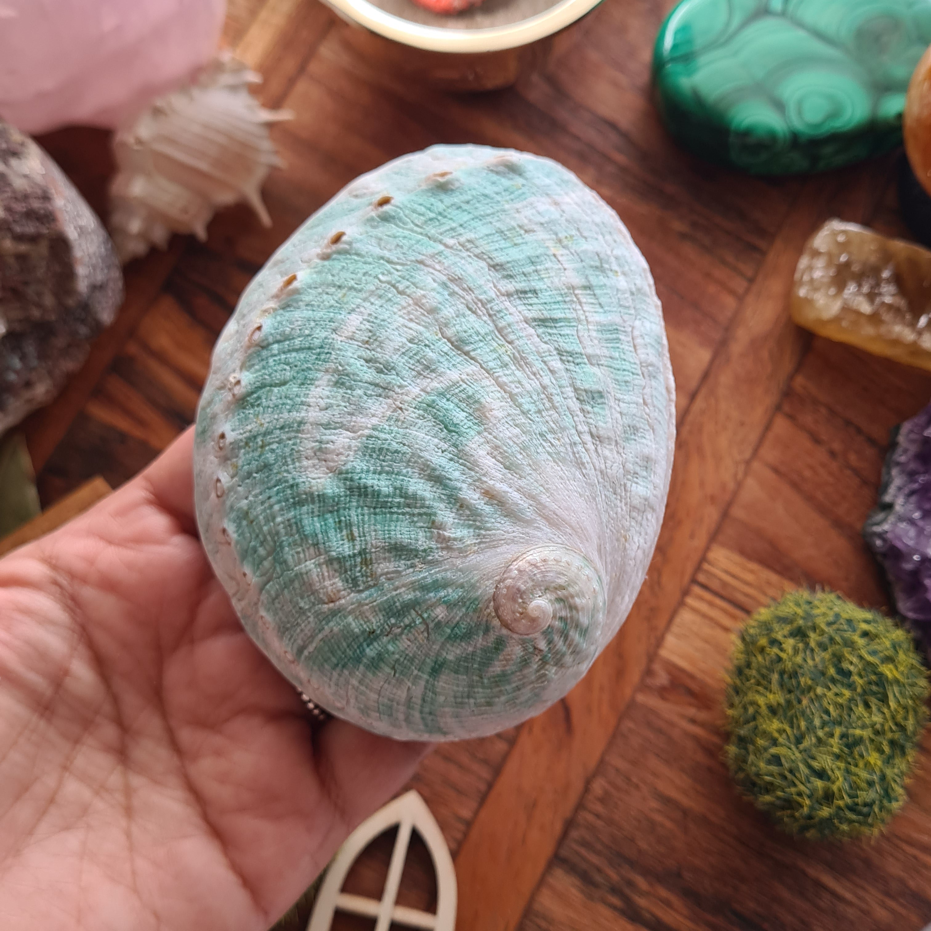 Mini Abalone Shell ๐ | 1 Piece