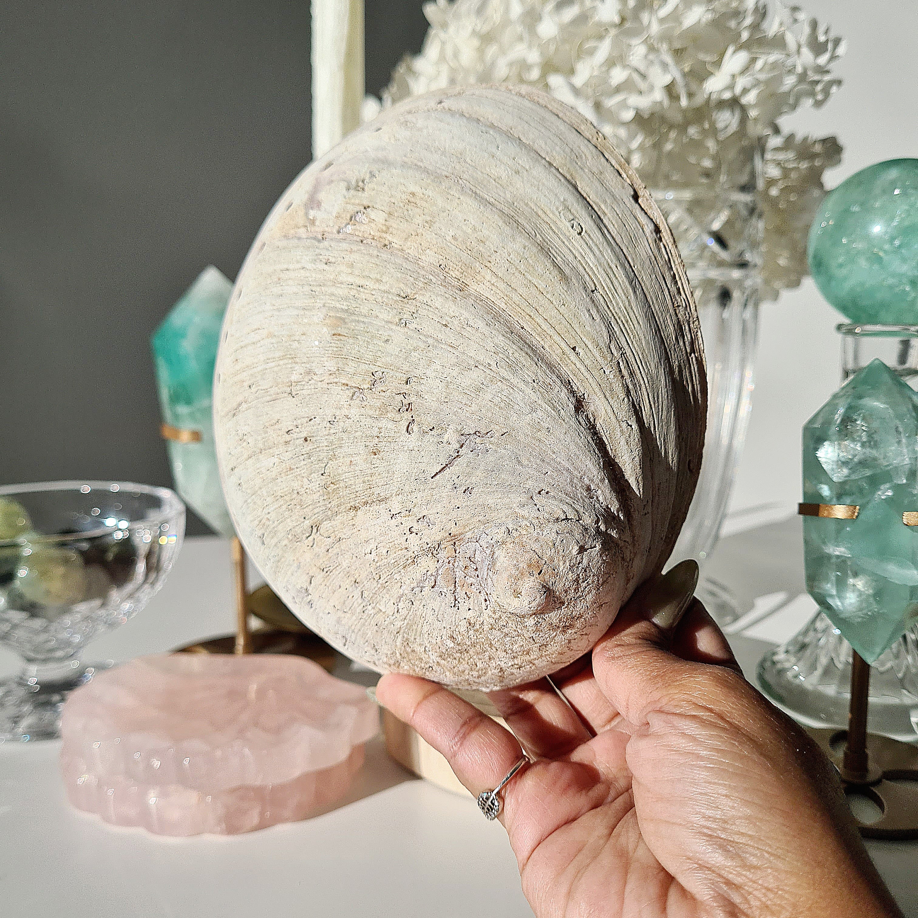 Abalone Shell π | A | Large