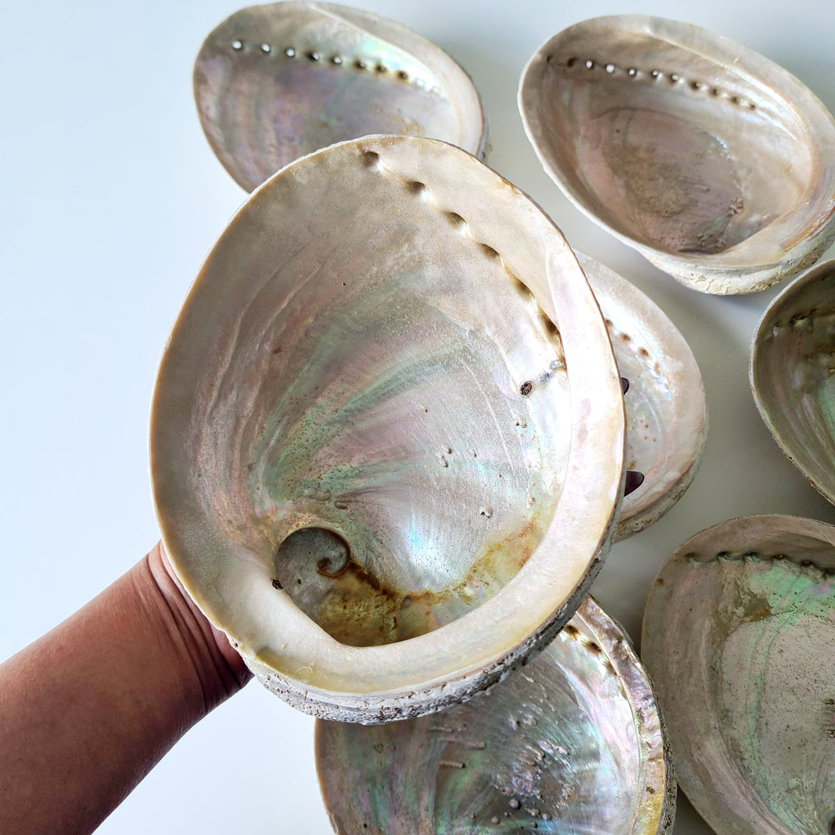 Abalone Shell Large | Smudging, Cleansing & Rituals | 1 Piece