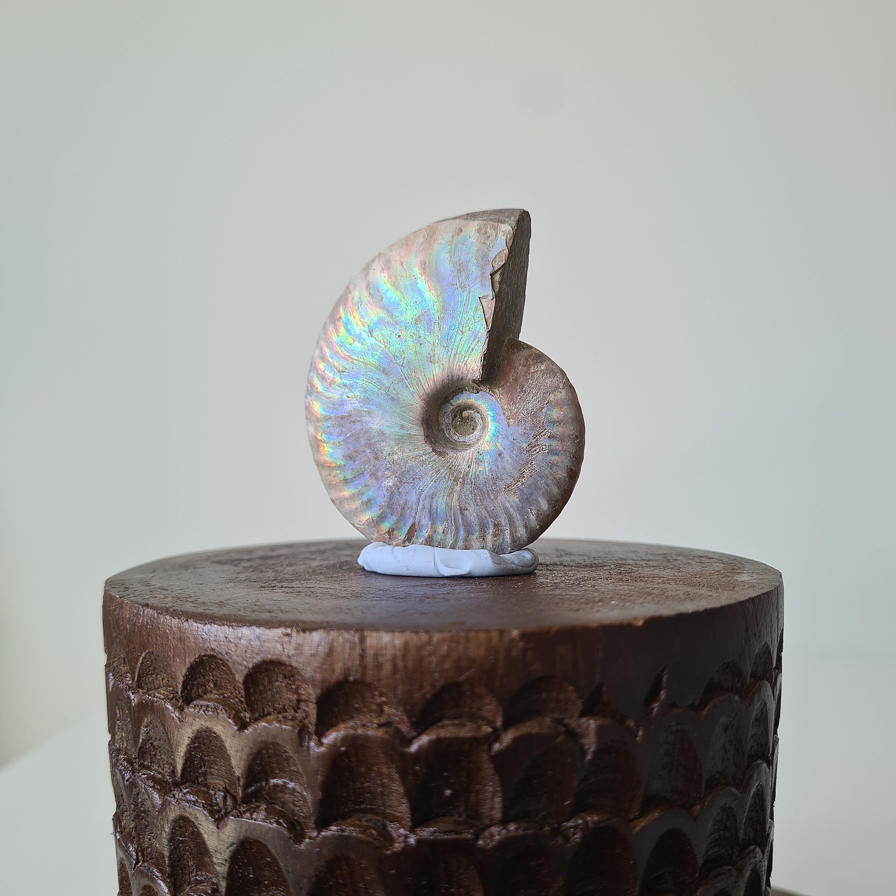 Ammonite Fossil | C | 6 cm