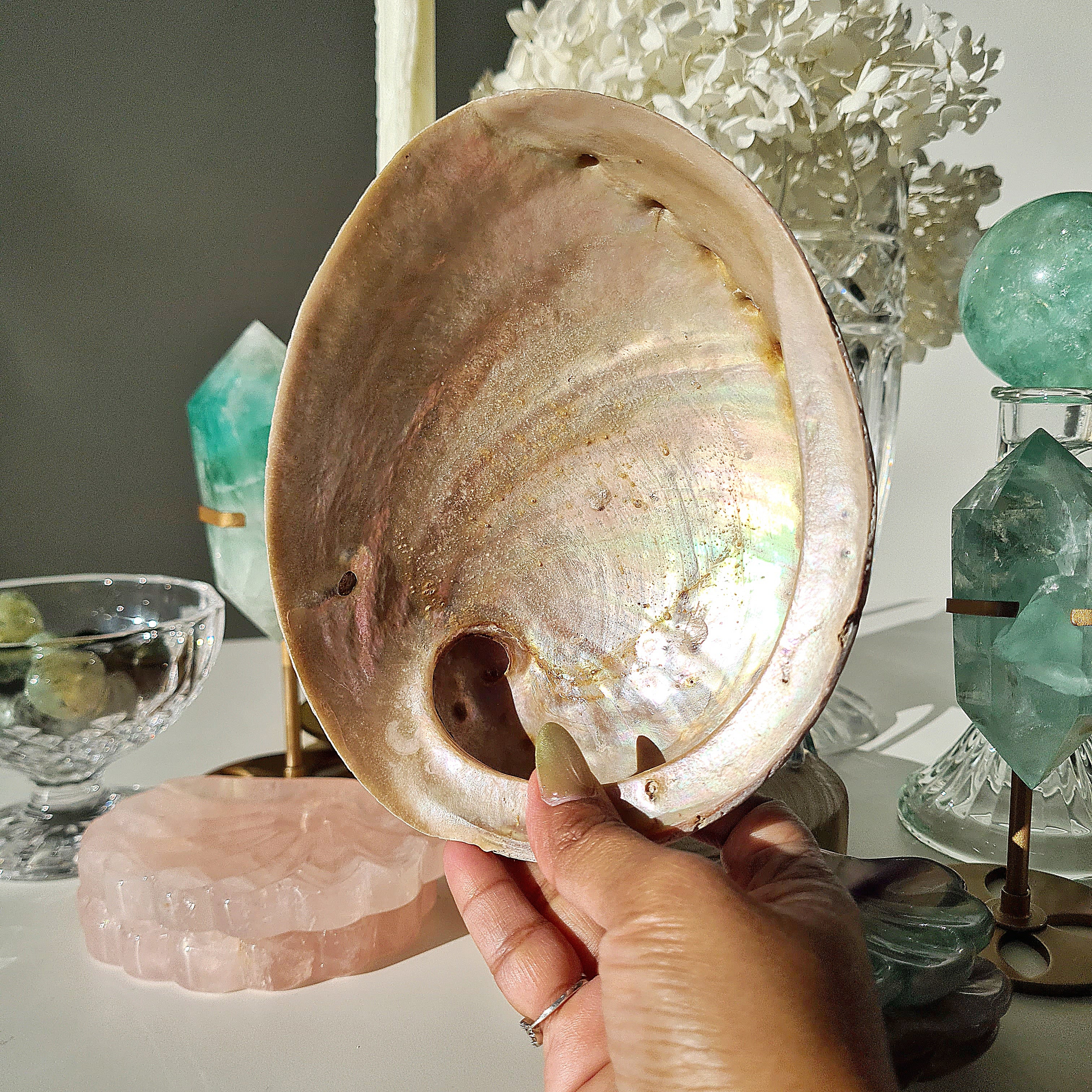 Abalone Shell π | A | Large