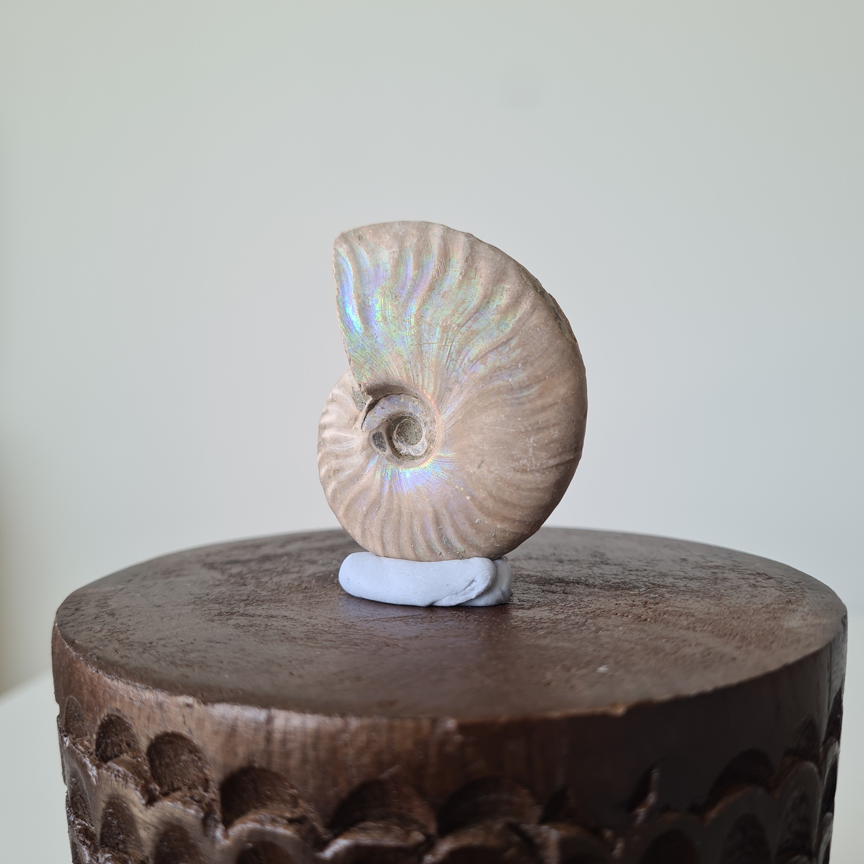 Ammonite Fossil | E | 5.2 cm