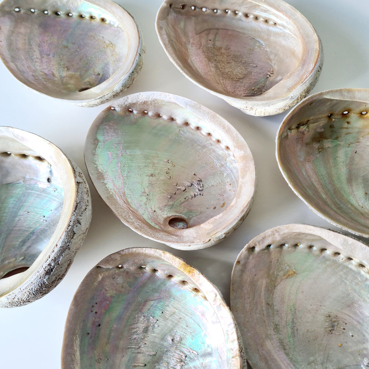 Abalone Shell Large | Smudging, Cleansing & Rituals | 1 Piece