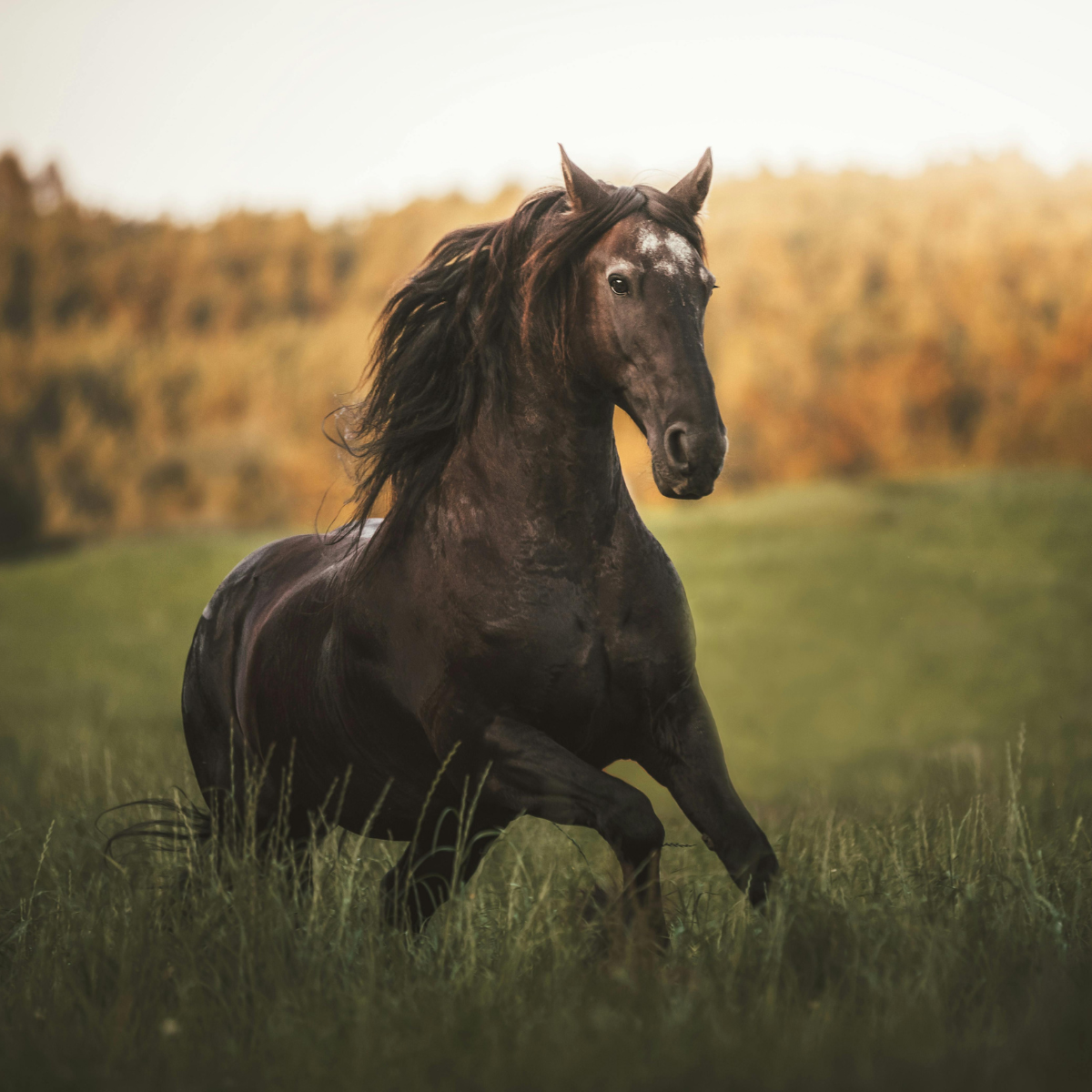 2026: The Year of the Horse