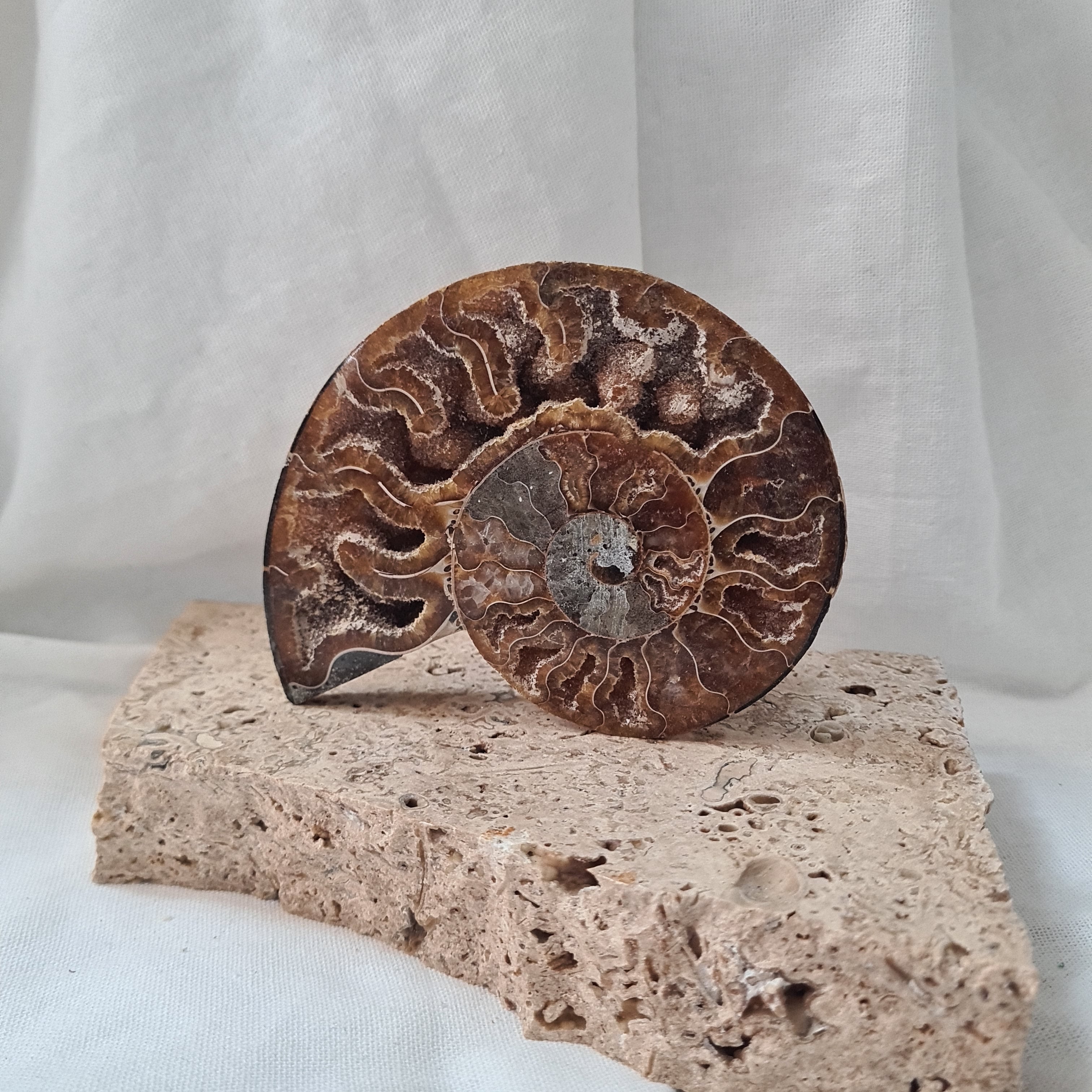 Ammonite fossil | Madagascar