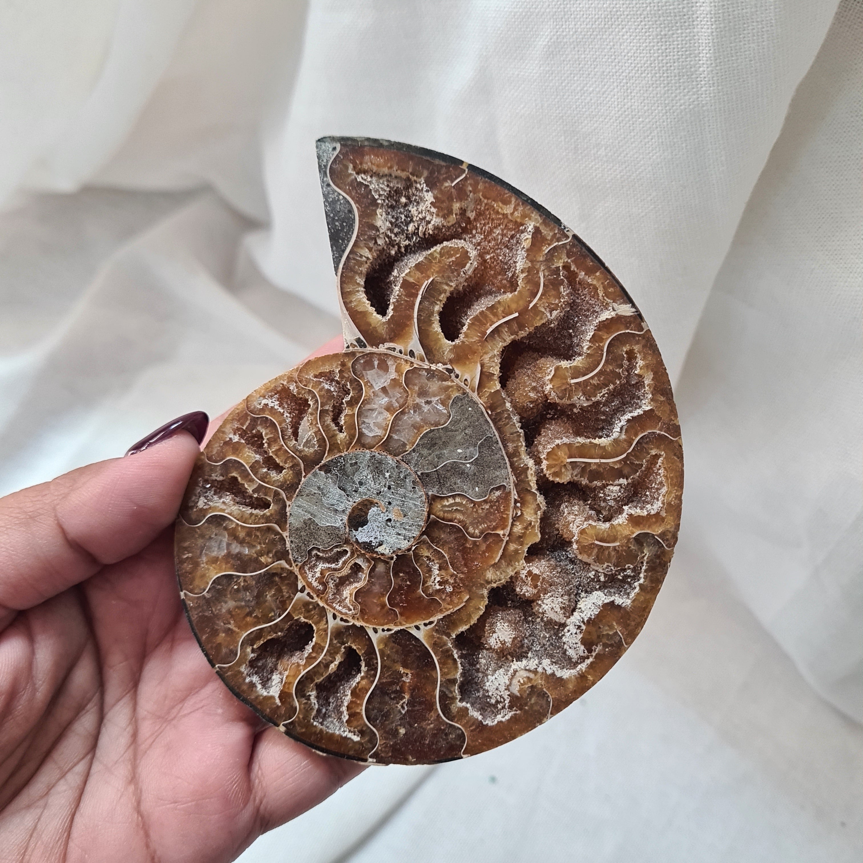 Ammonite fossil | Madagascar