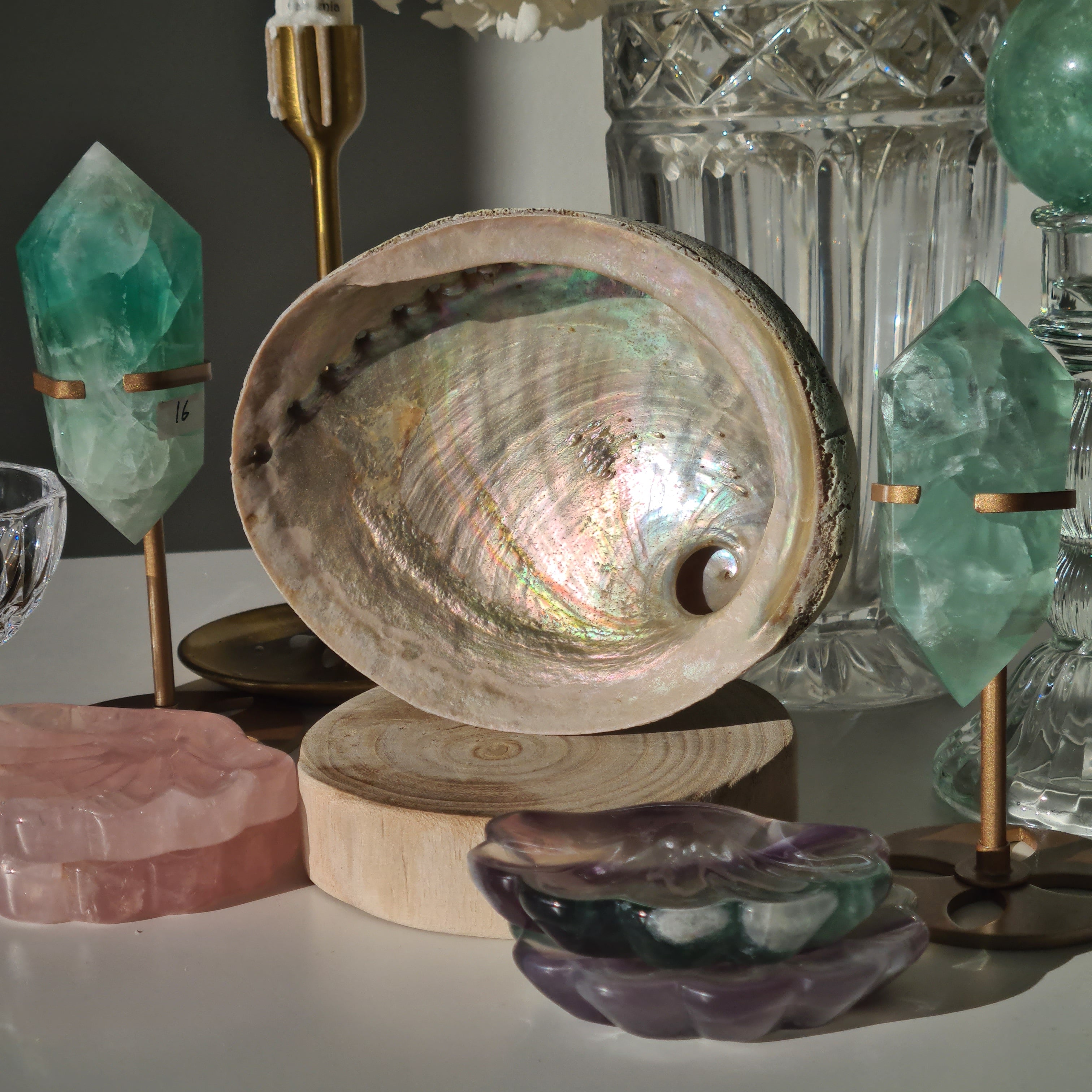 Abalone Shell 🐚 | E | Large