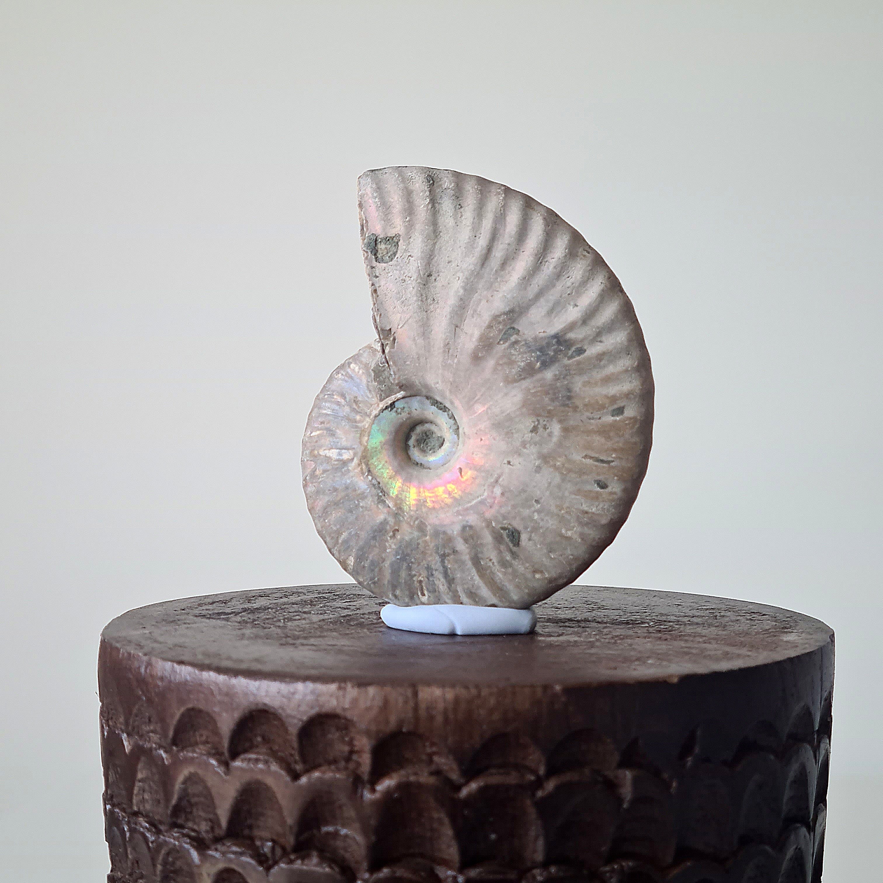 Ammonite Fossil | A | 7 cm