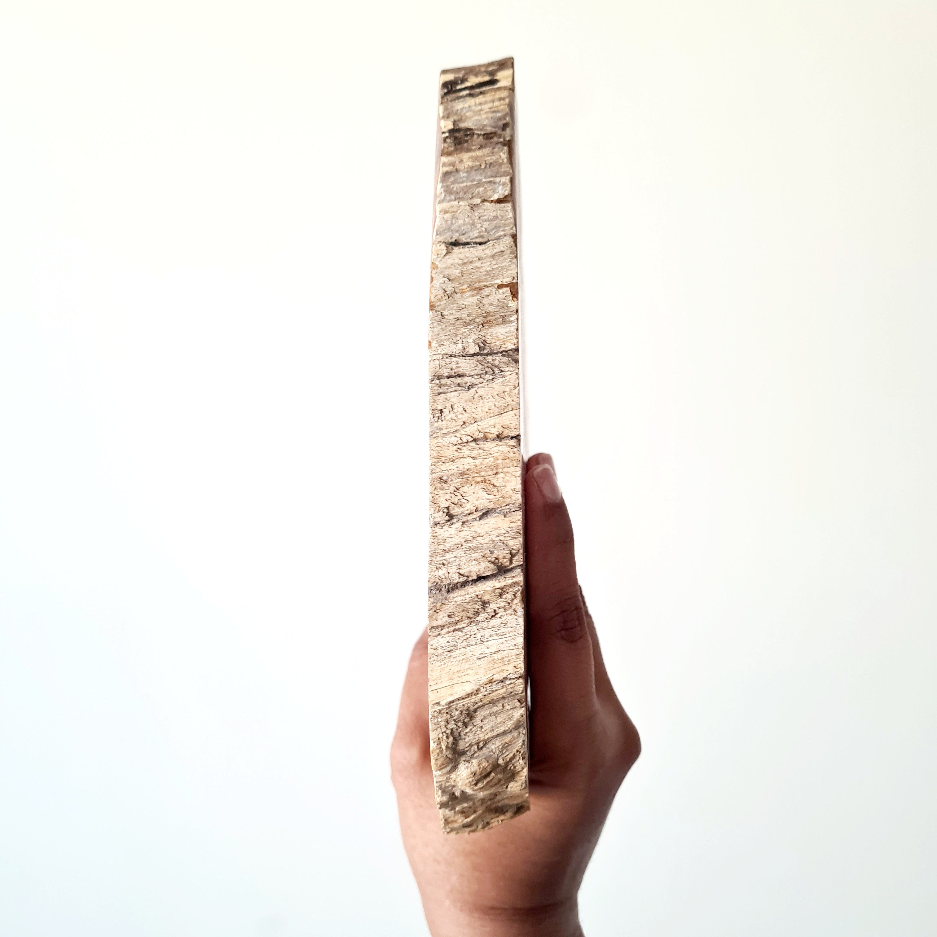 Petrified Wood Slice