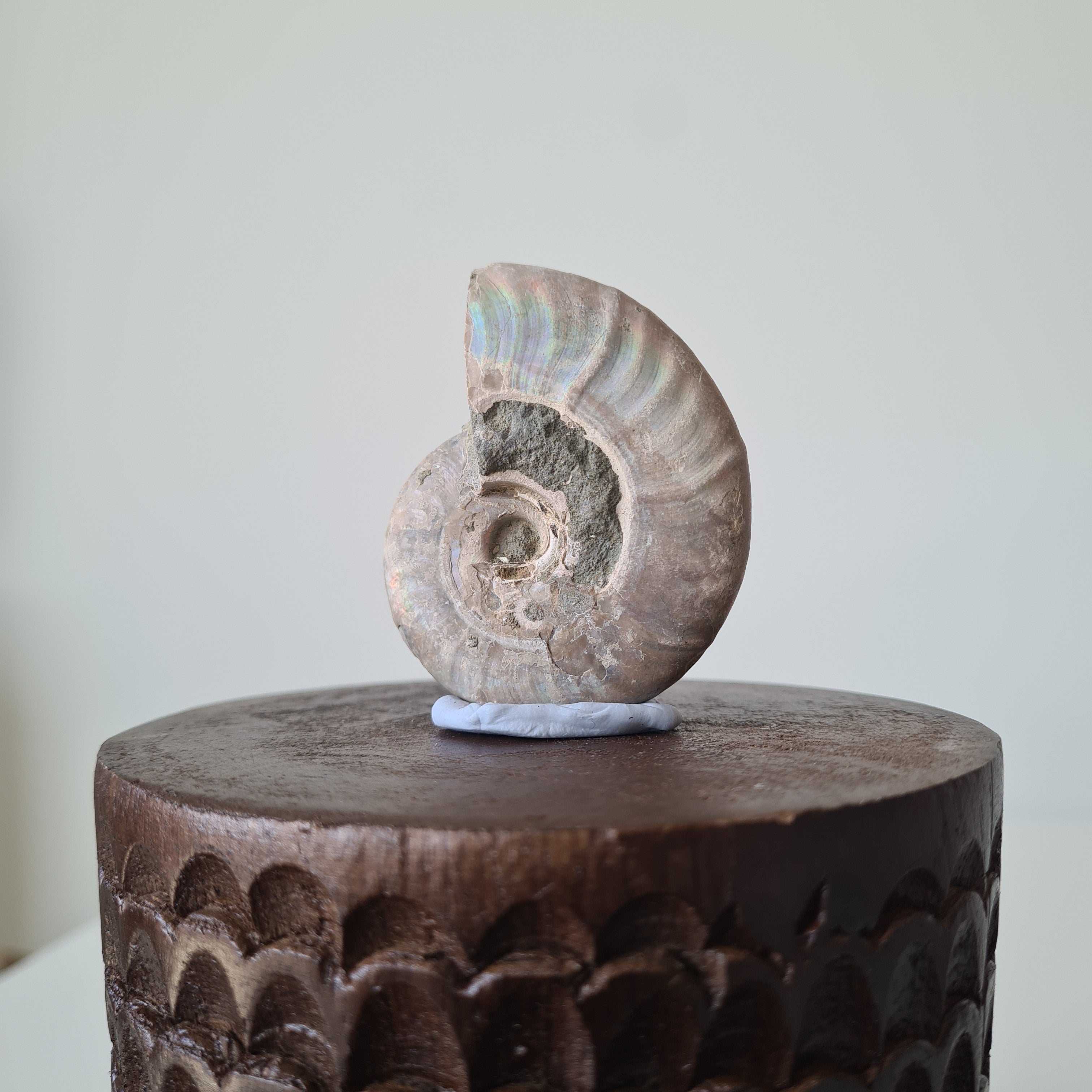 Ammonite Fossil | D | 5.8 cm