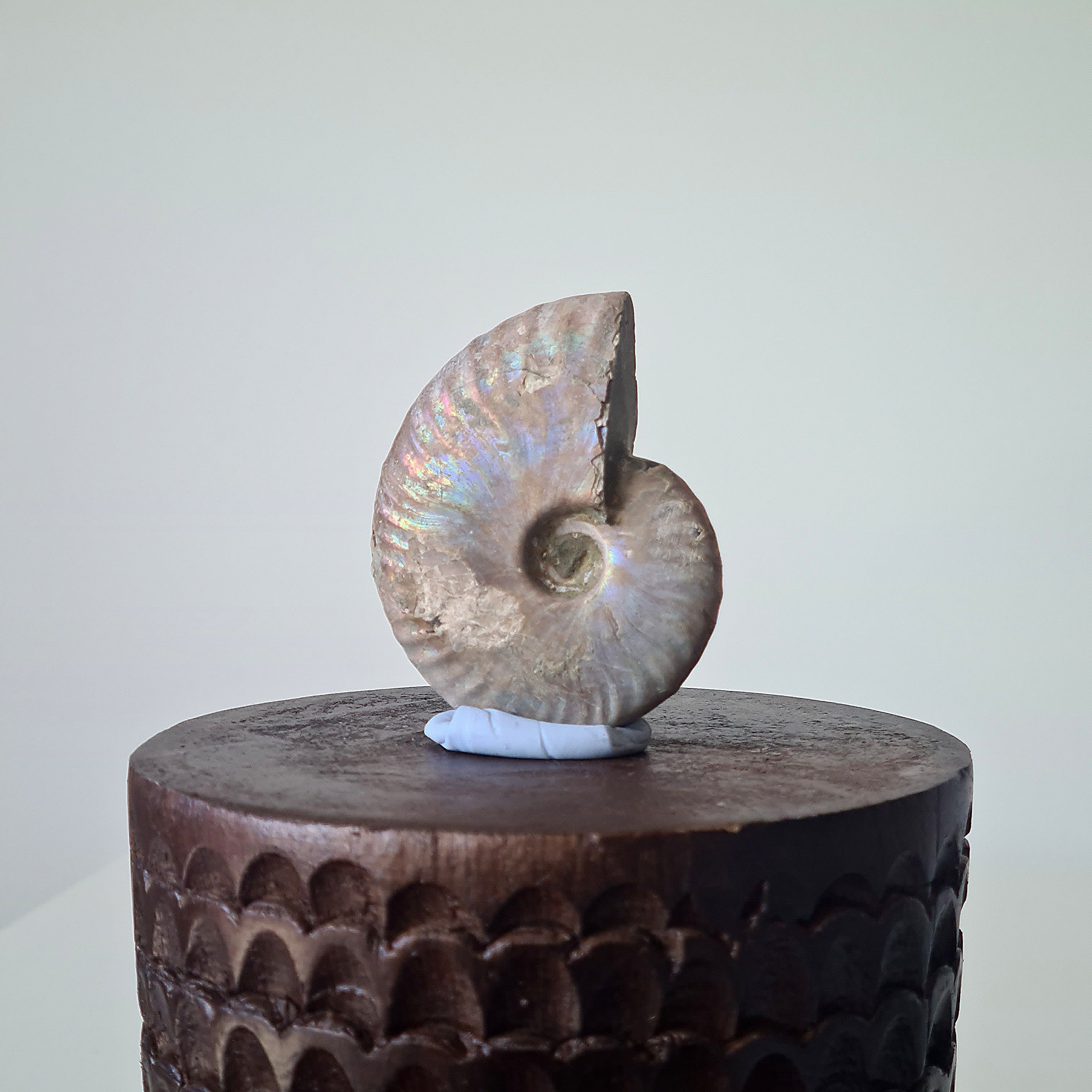 Ammonite Fossil | B | 5.5 cm