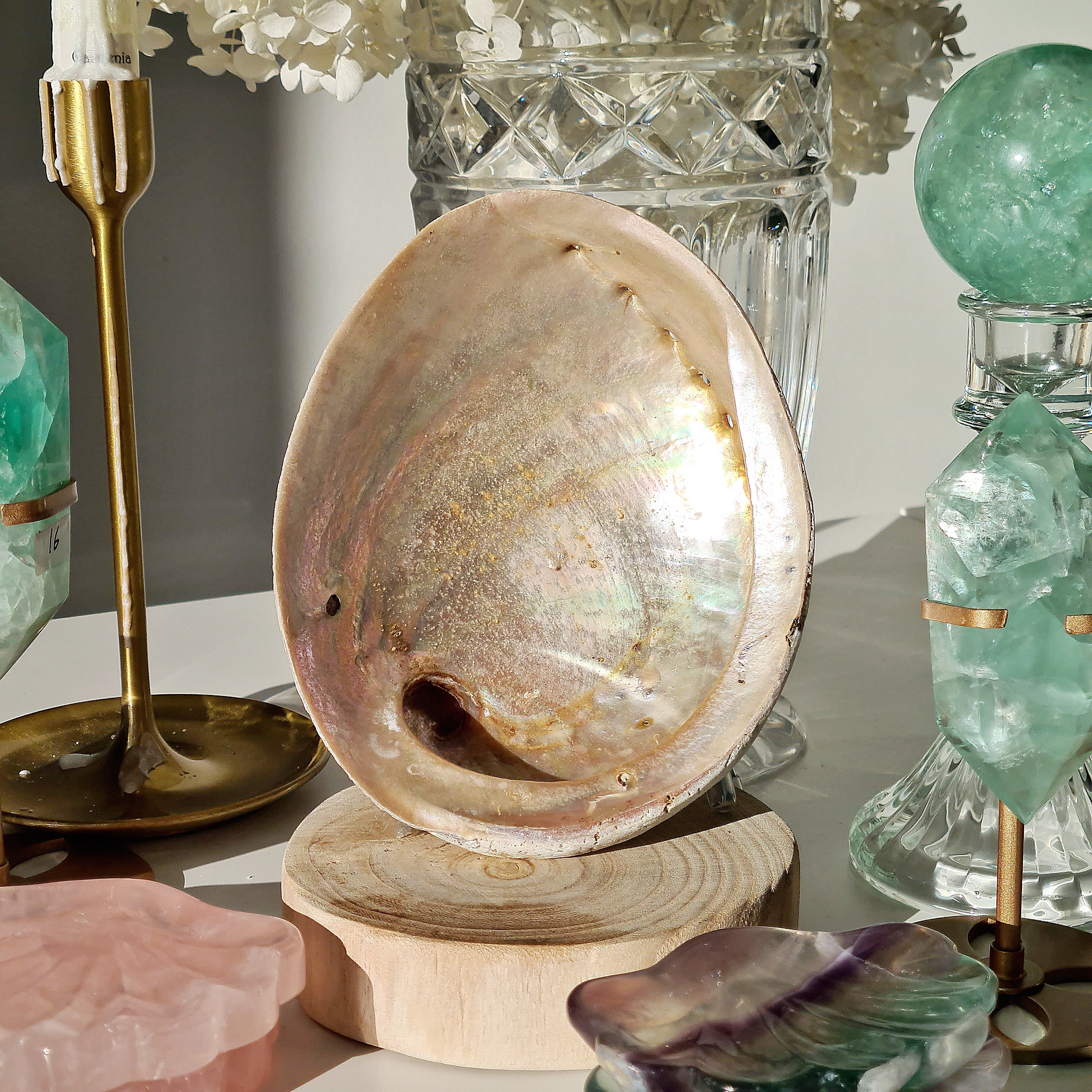 Abalone Shell 🐚 | A | Large