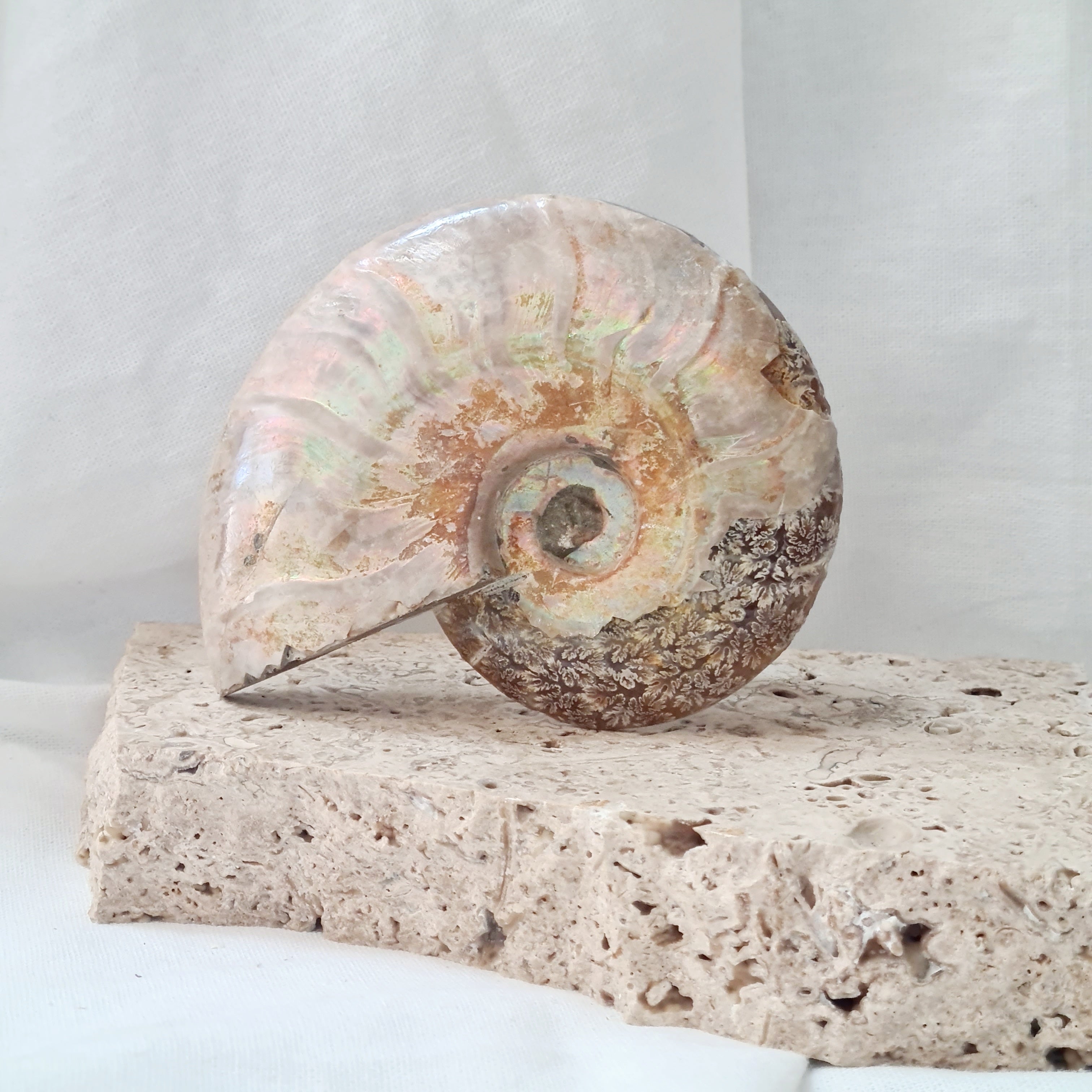 Ammonite fossil | Madagascar