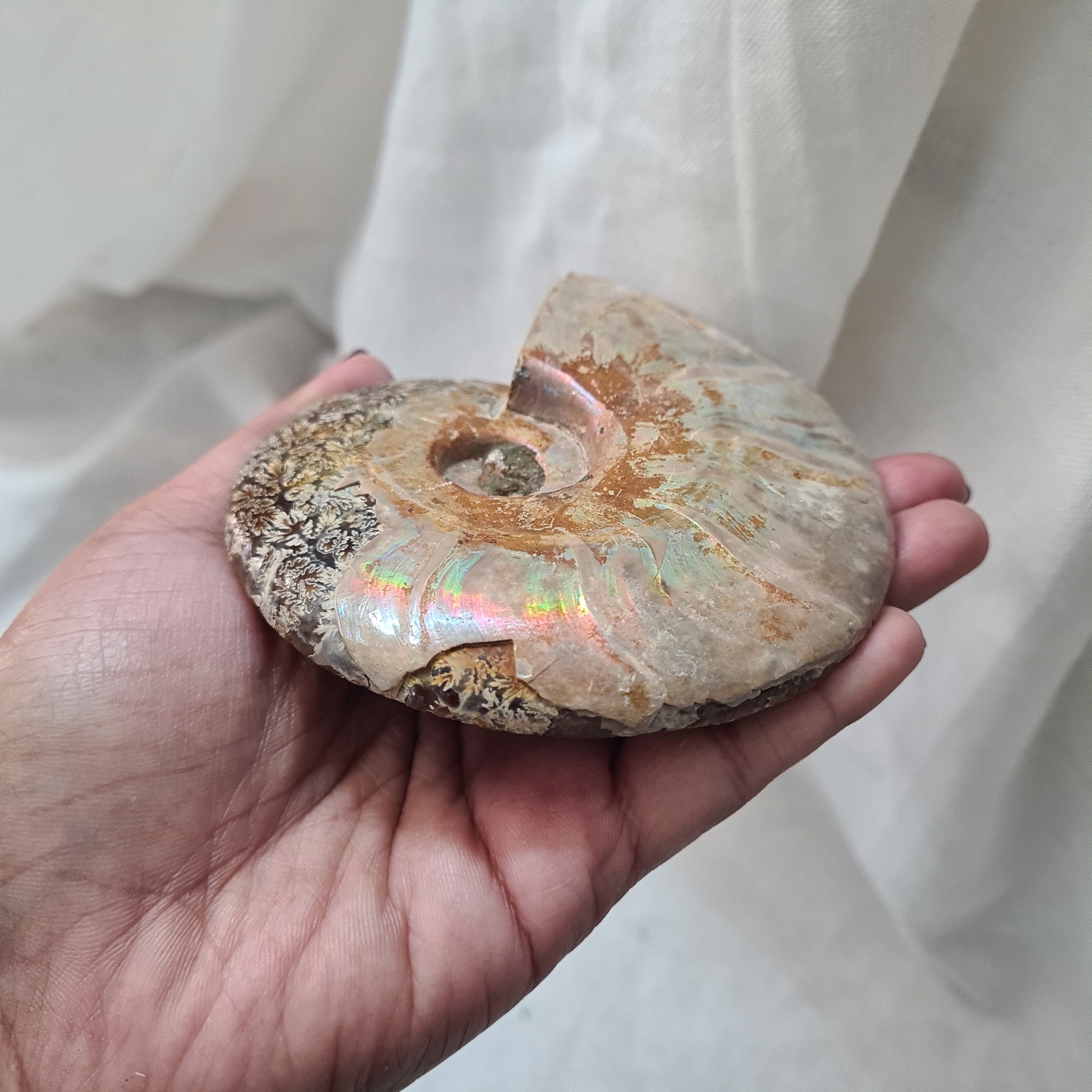 Ammonite fossil | Madagascar