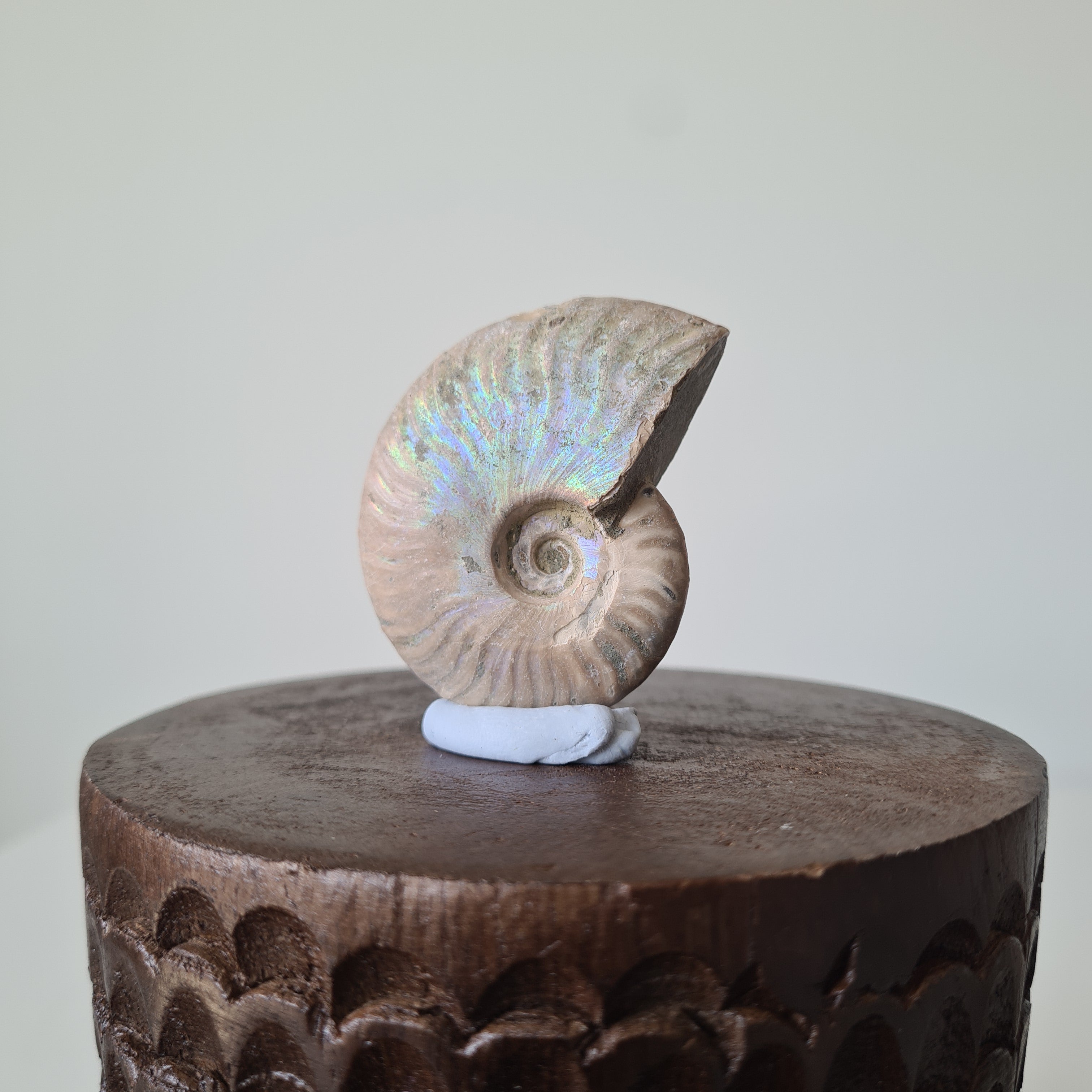 Ammonite Fossil | E | 5.2 cm