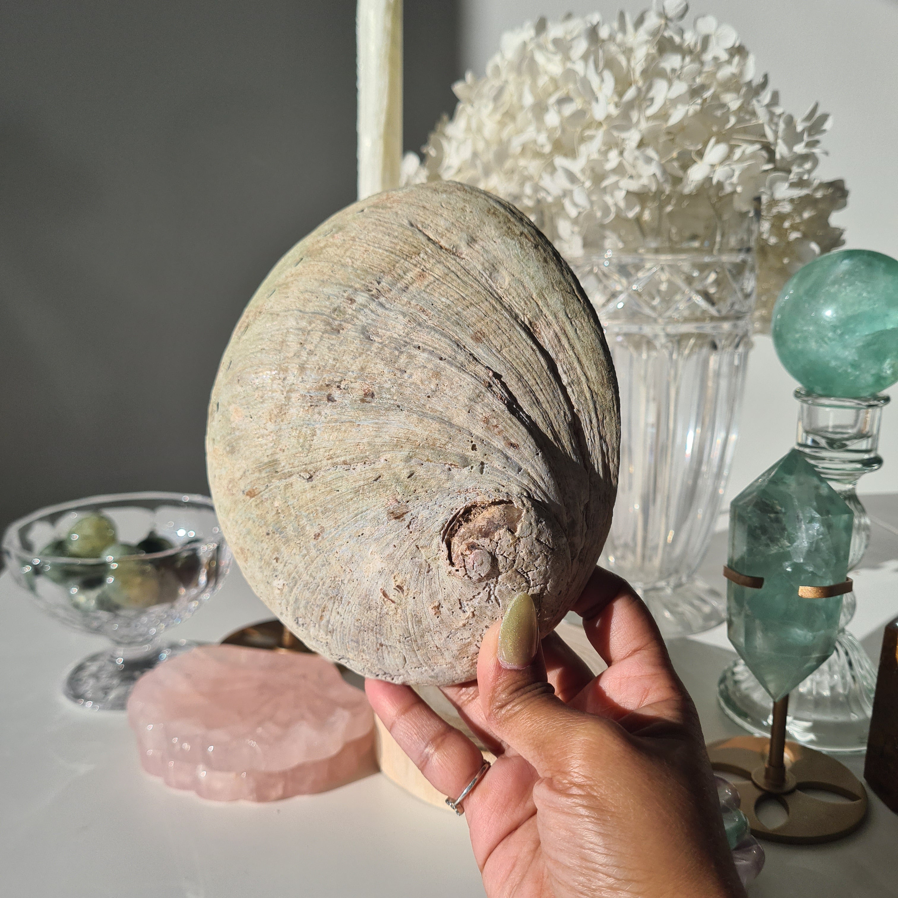 Abalone Shell 🐚 | C | Large