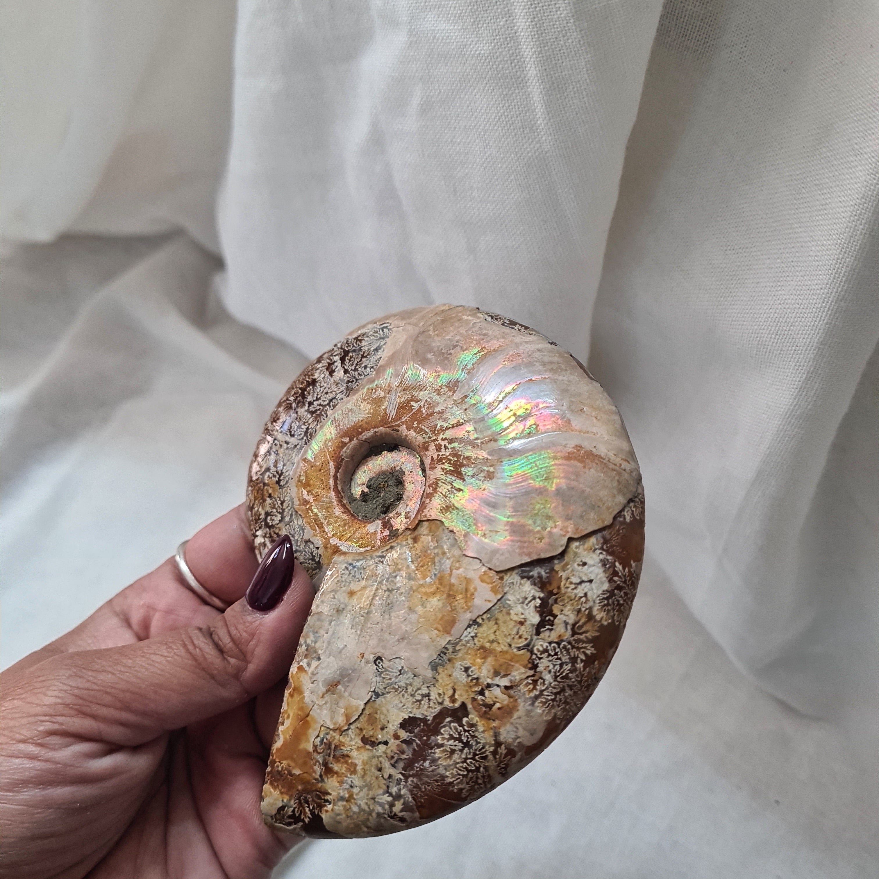 Ammonite fossil | Madagascar