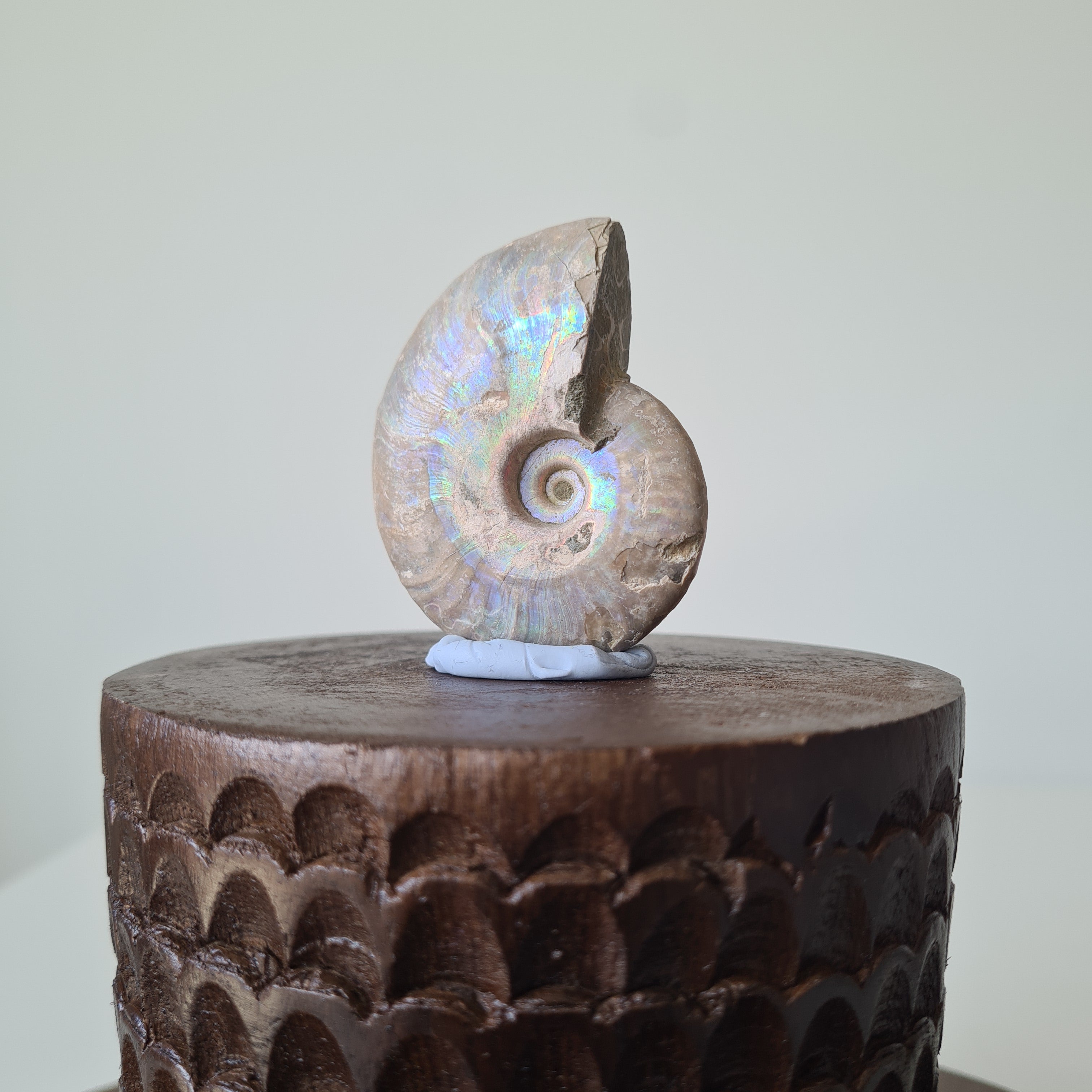 Ammonite Fossil | D | 5.8 cm