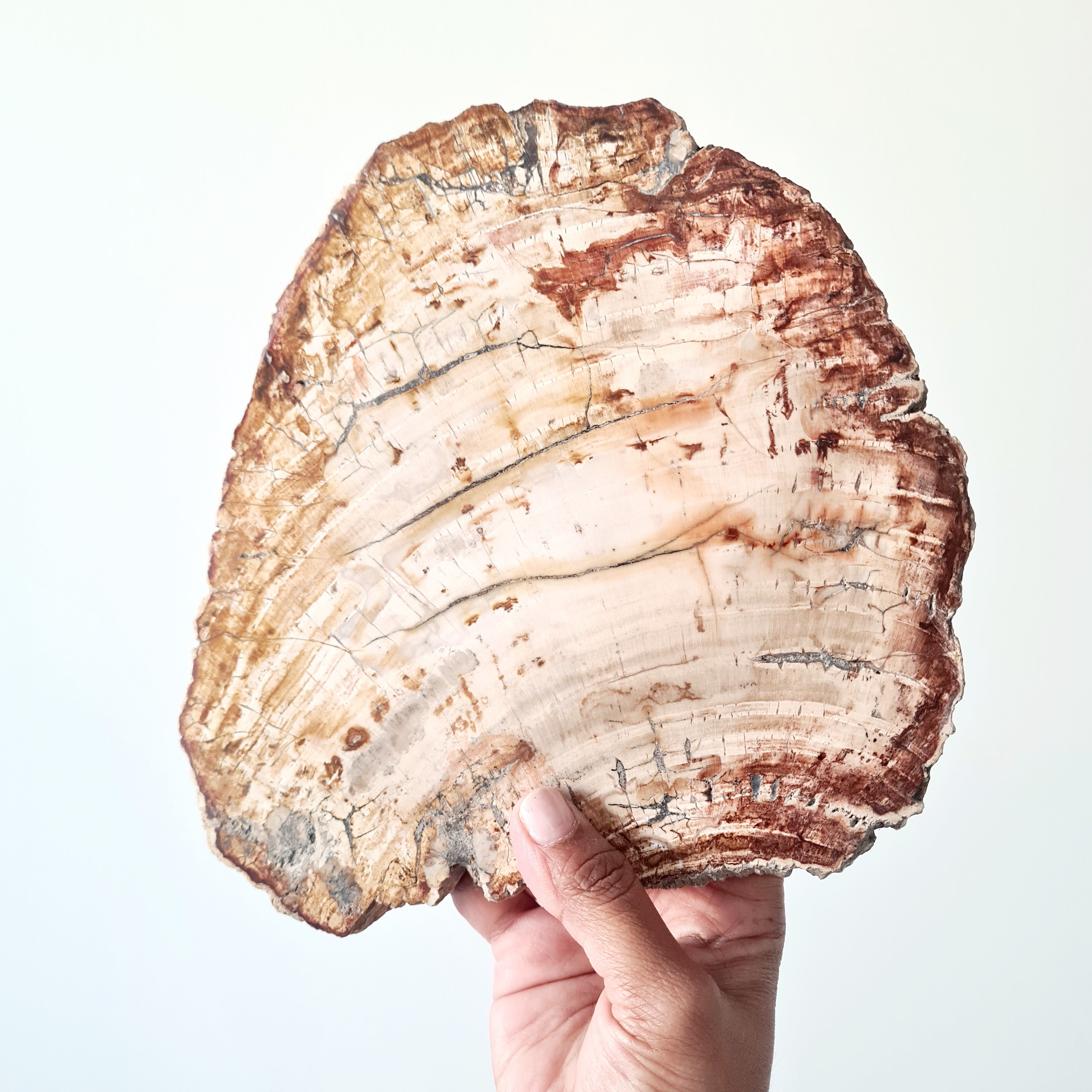 Petrified Wood Slice