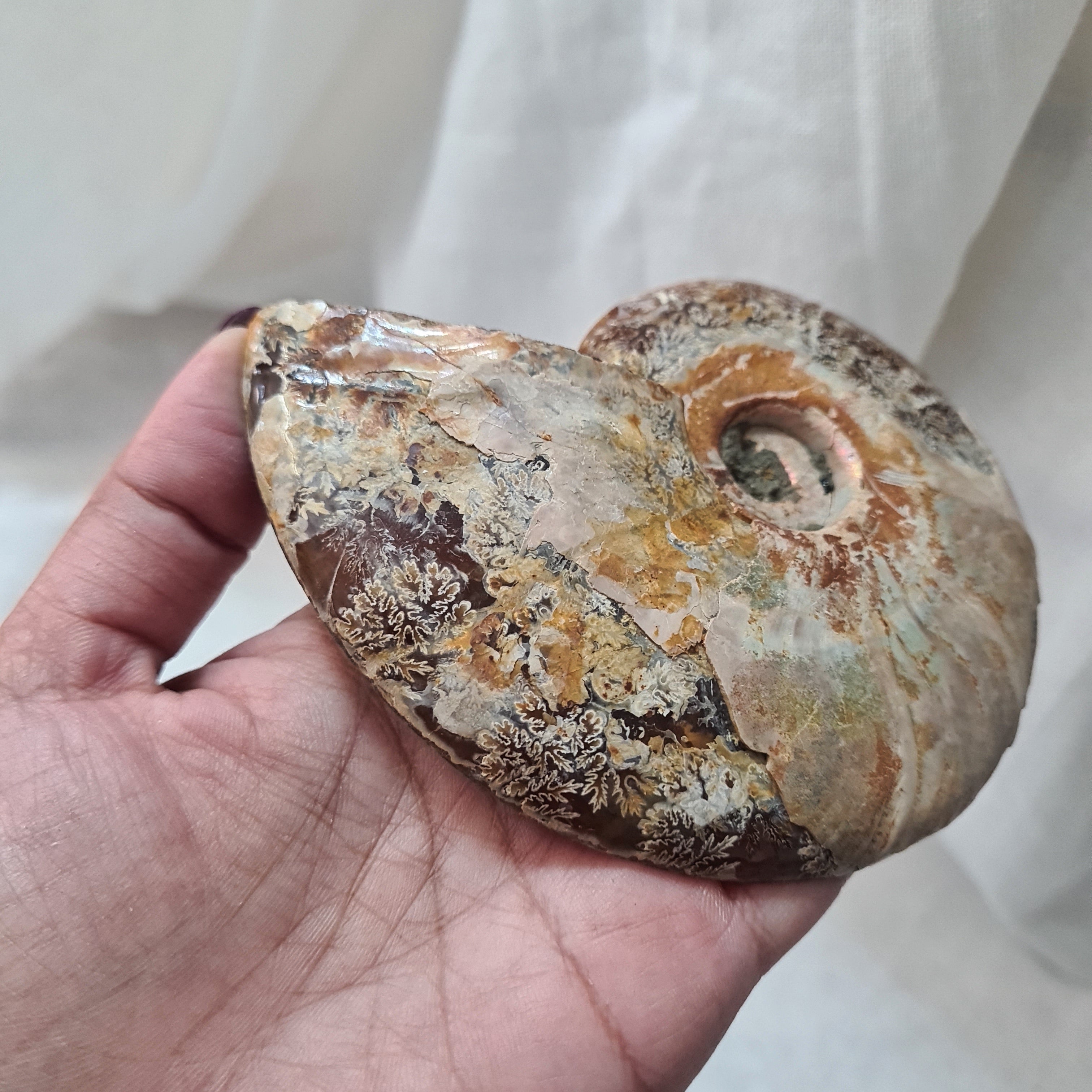 Ammonite fossil | Madagascar