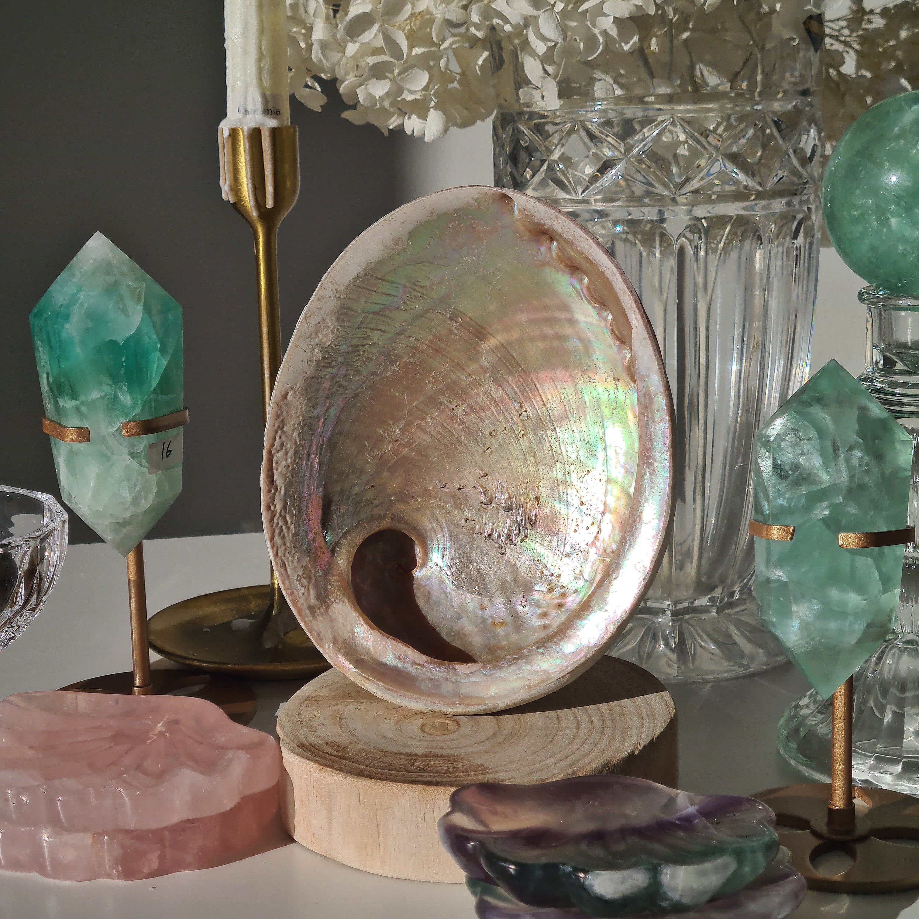 Abalone Shell 🐚 | B | Large