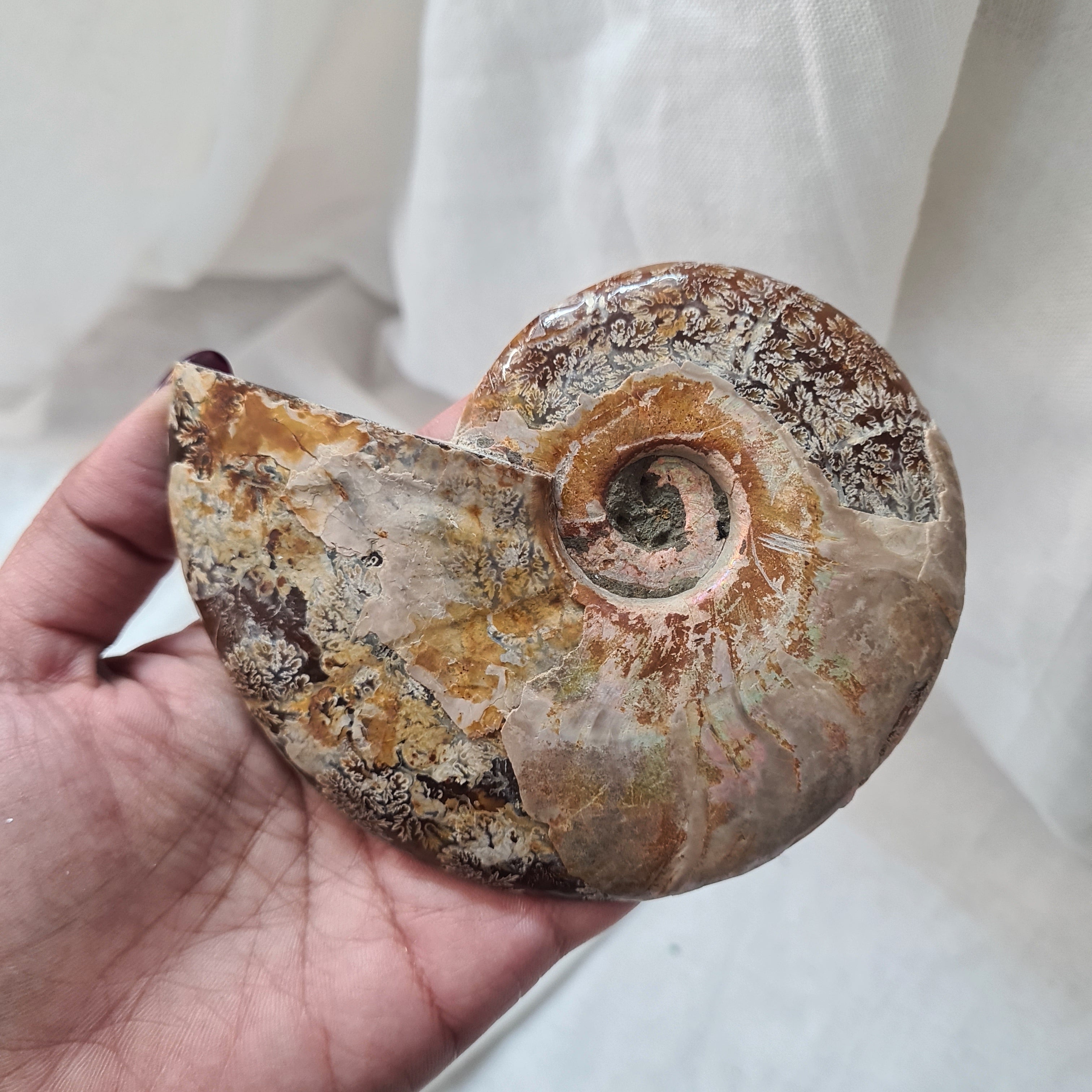 Ammonite fossil | Madagascar