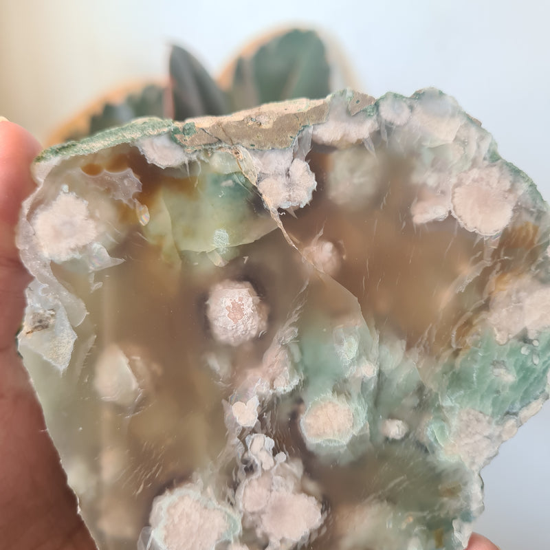 Flower Agate Slice ~9