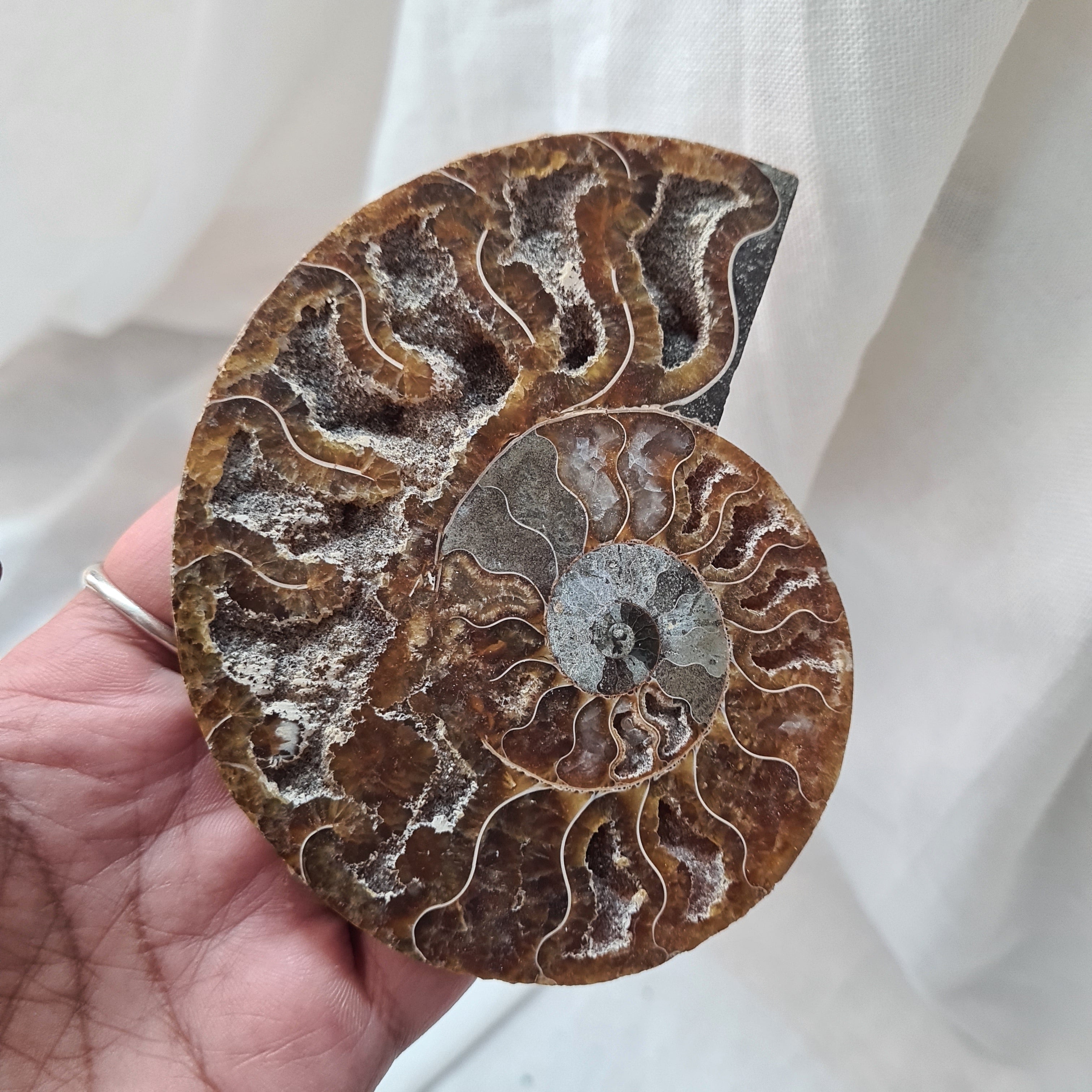 Ammonite fossil | Madagascar