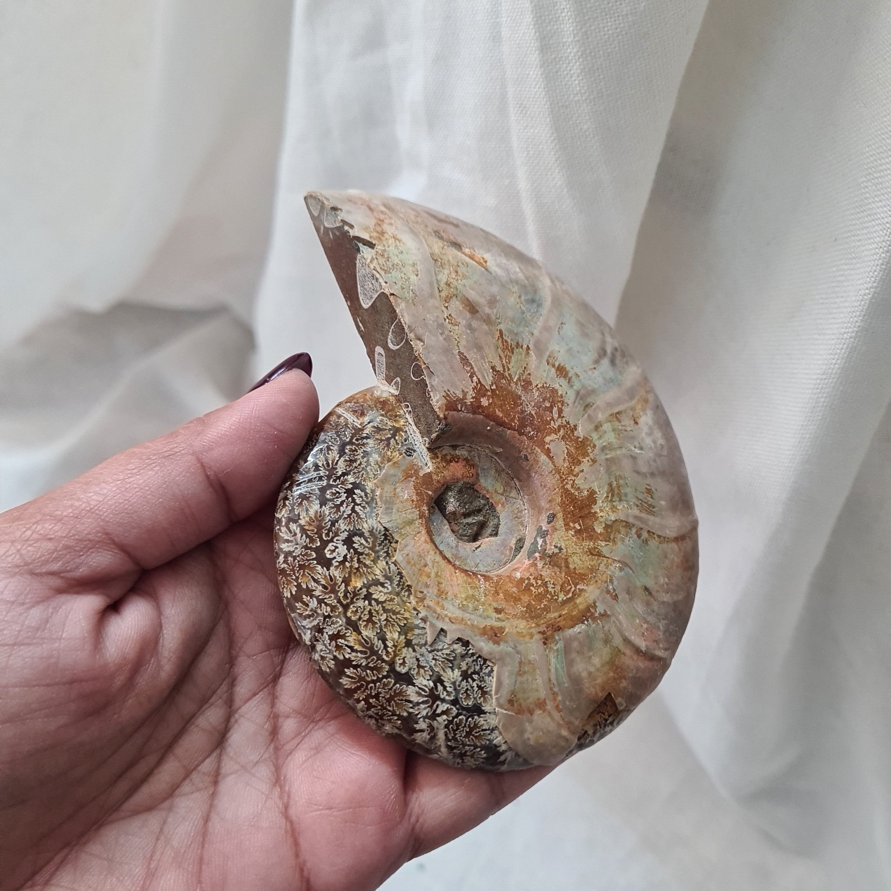 Ammonite fossil | Madagascar