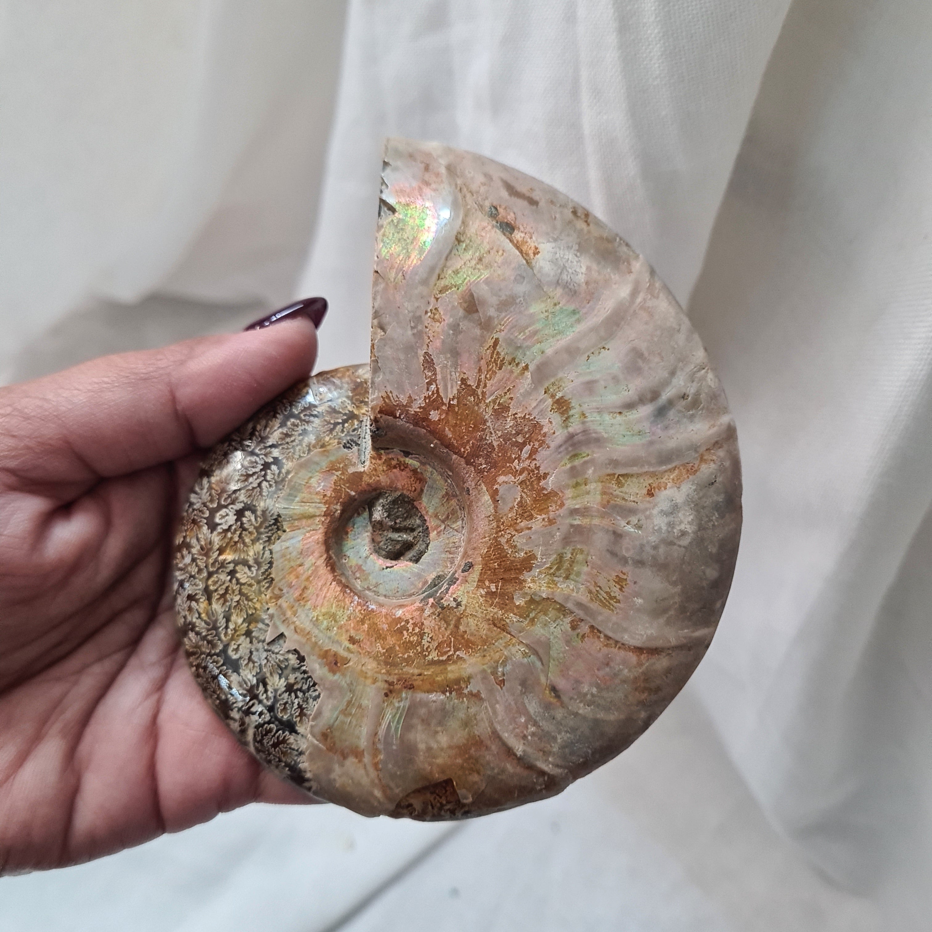 Ammonite fossil | Madagascar