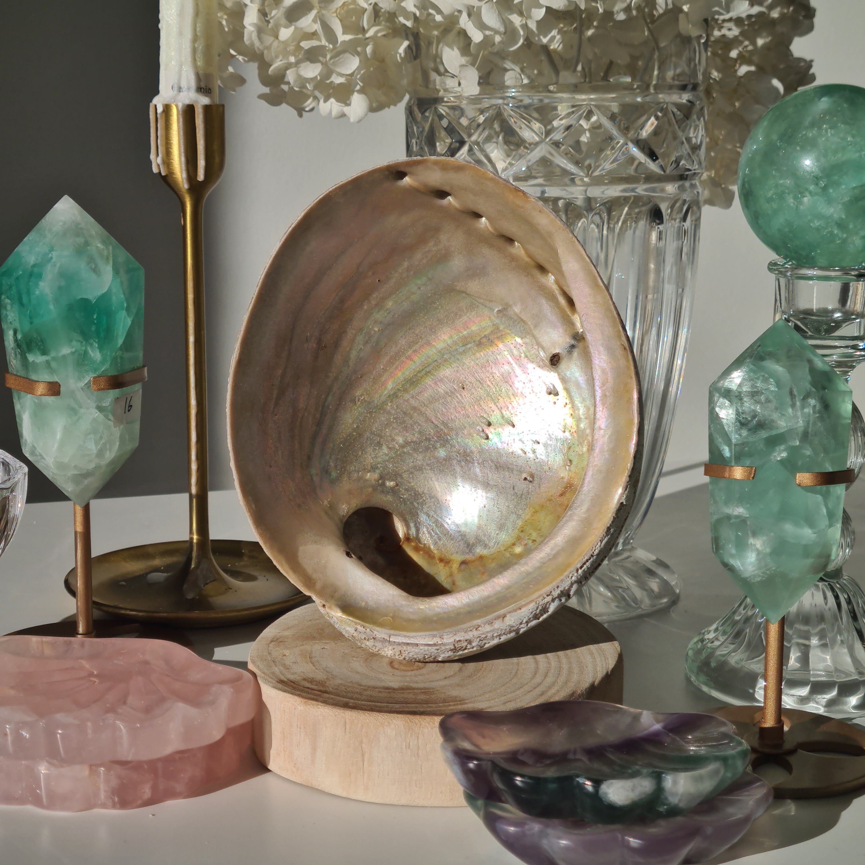Abalone Shell 🐚 | D | Large