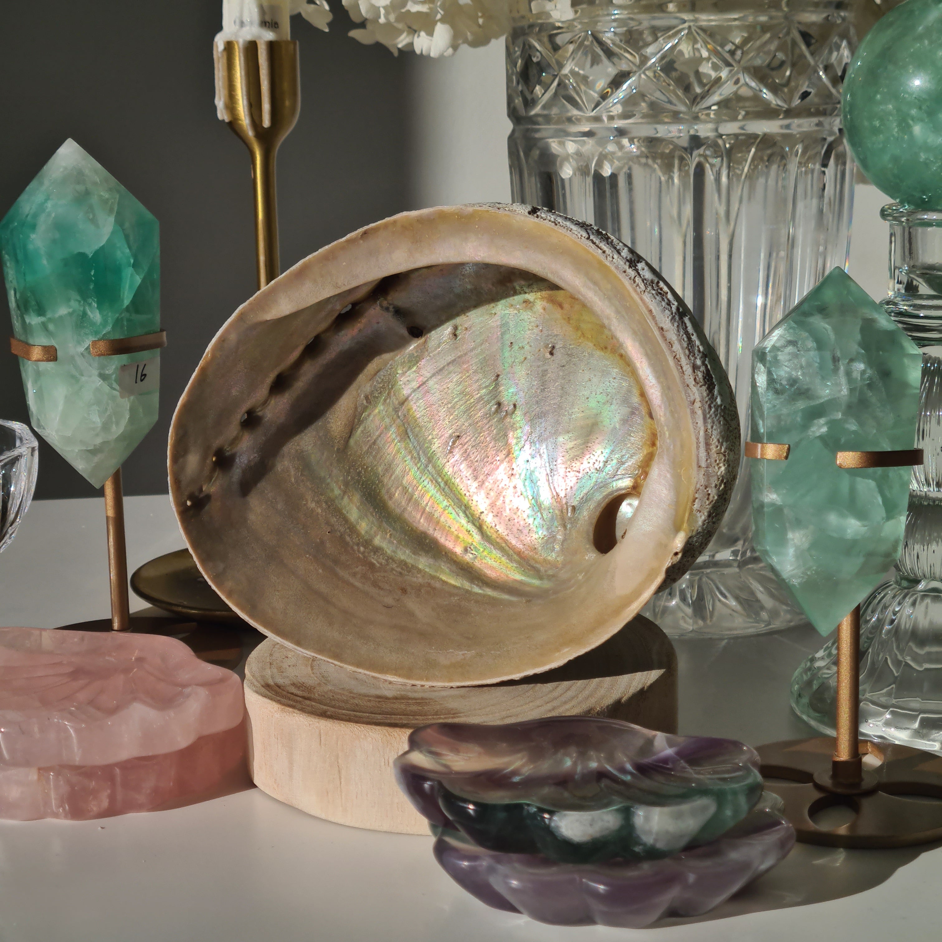 Abalone Shell 🐚 | D | Large