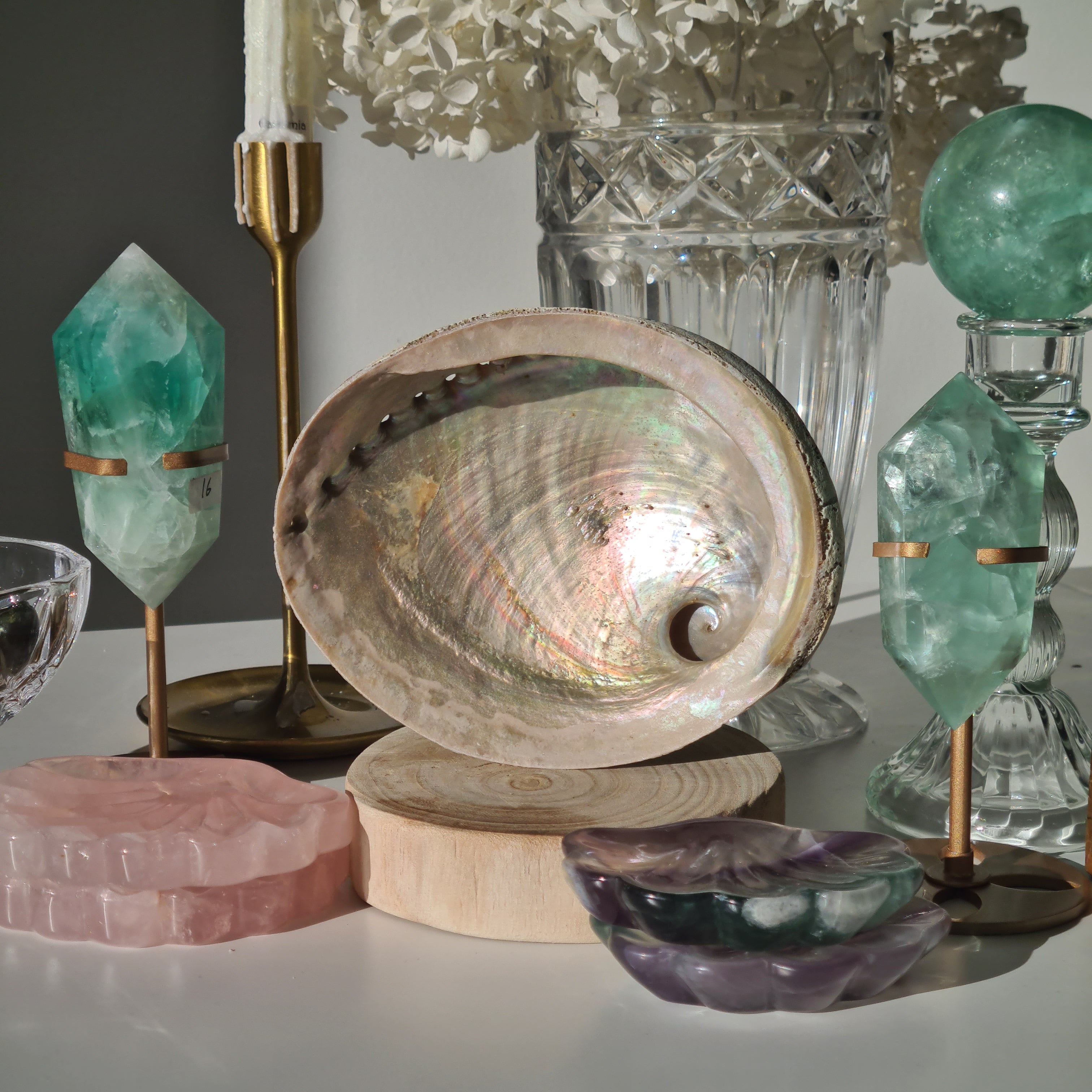 Abalone Shell 🐚 | E | Large