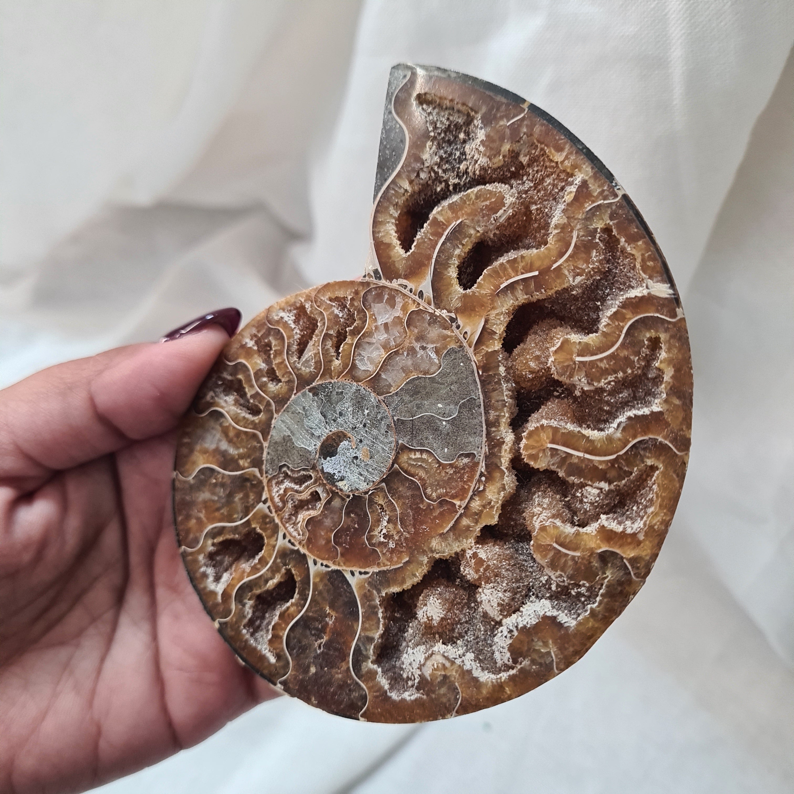 Ammonite fossil | Madagascar