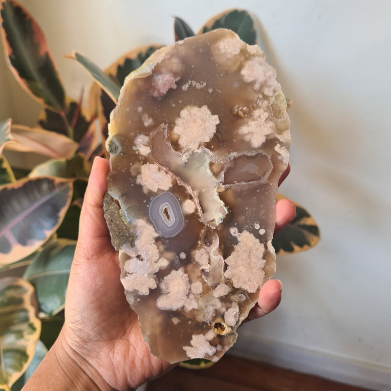 Flower Agate Slice ~ 7