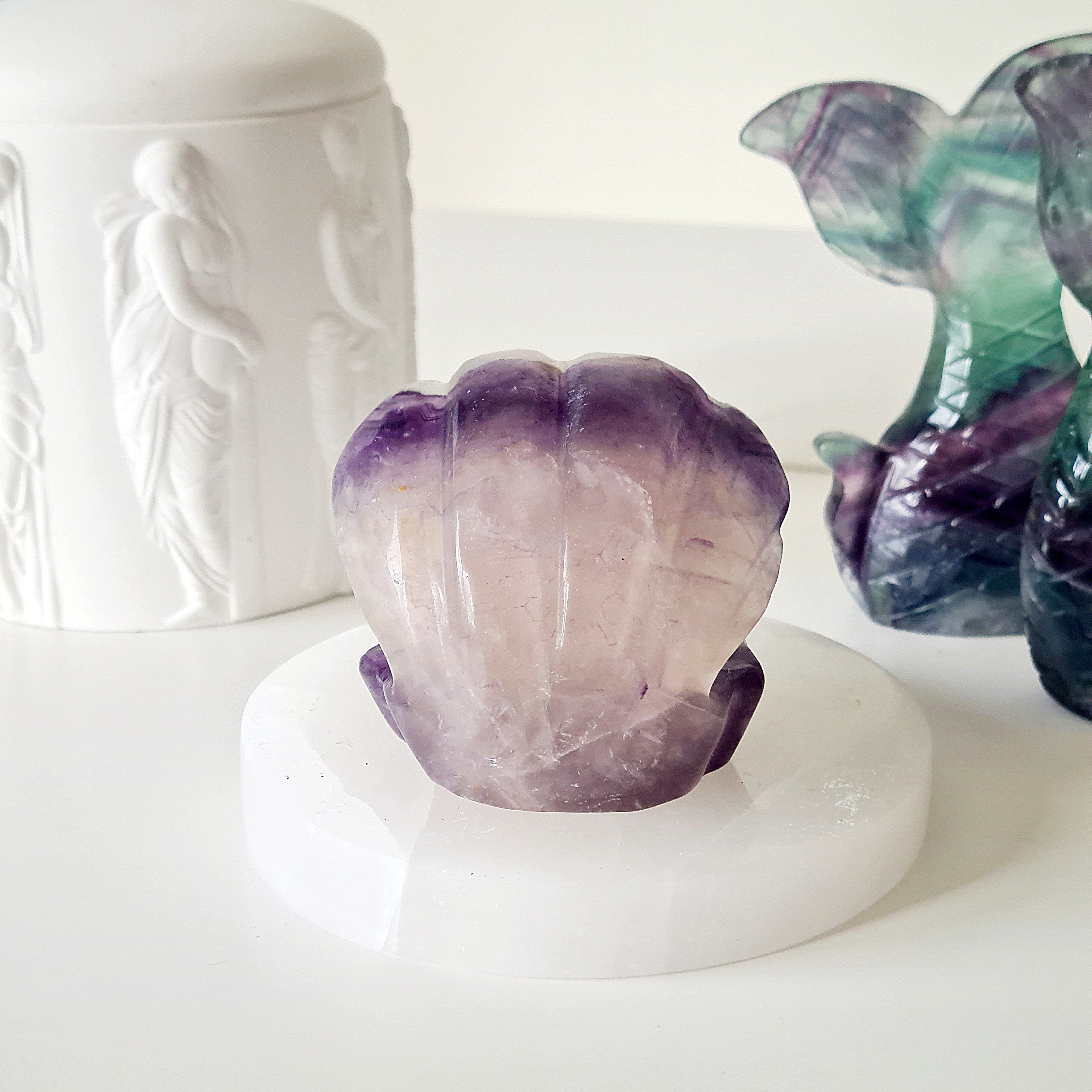 Mermaids Treasure Shell 🐚 | 7 | 6.5 cm