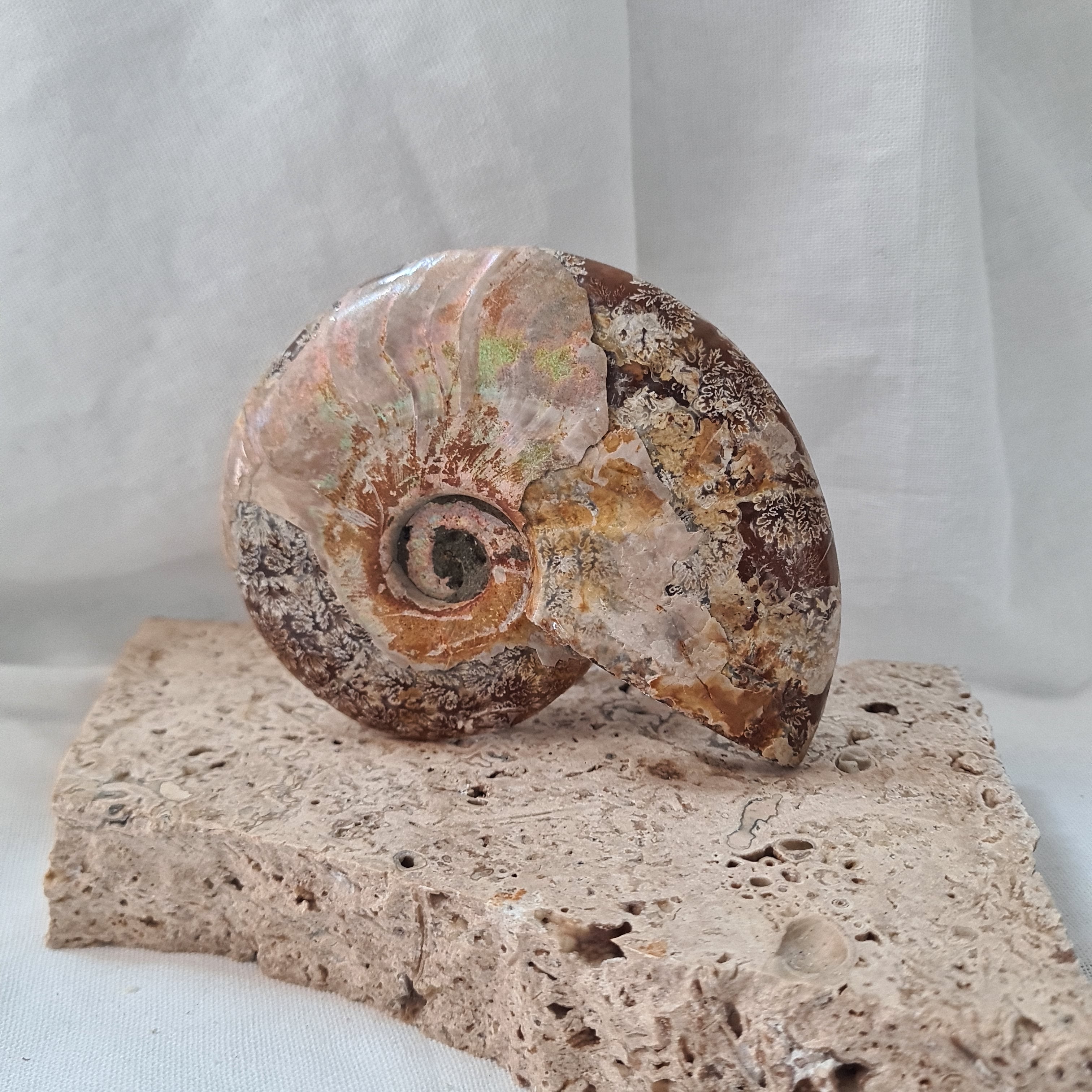 Ammonite fossil | Madagascar