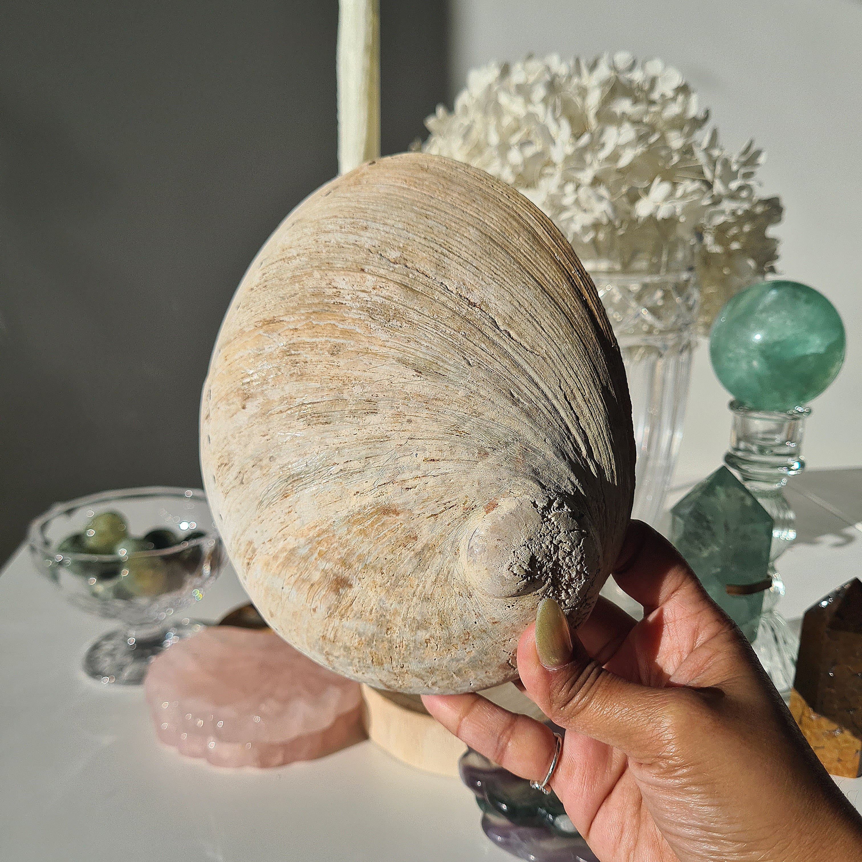 Abalone Shell 🐚 | B | Large