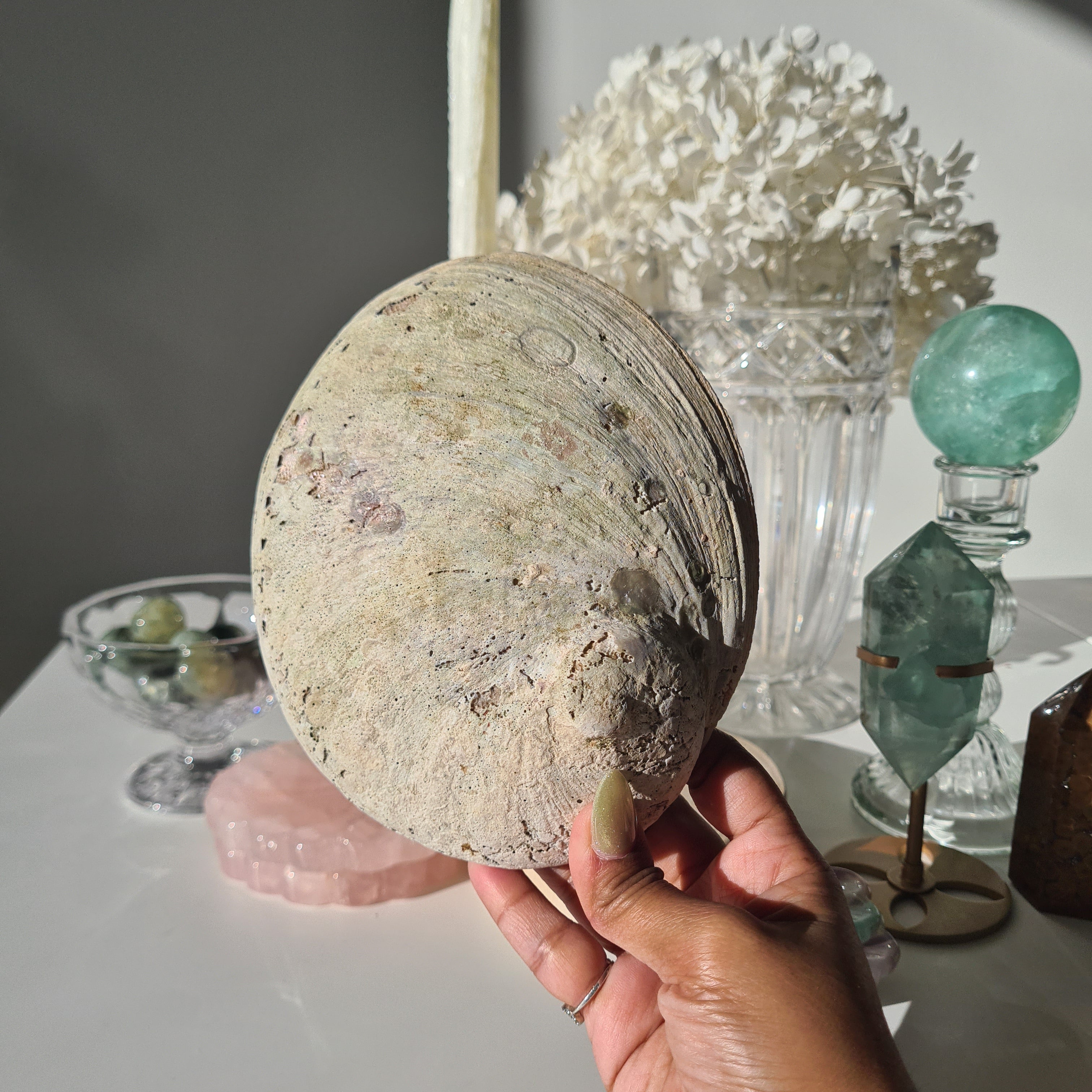 Abalone Shell 🐚 | E | Large