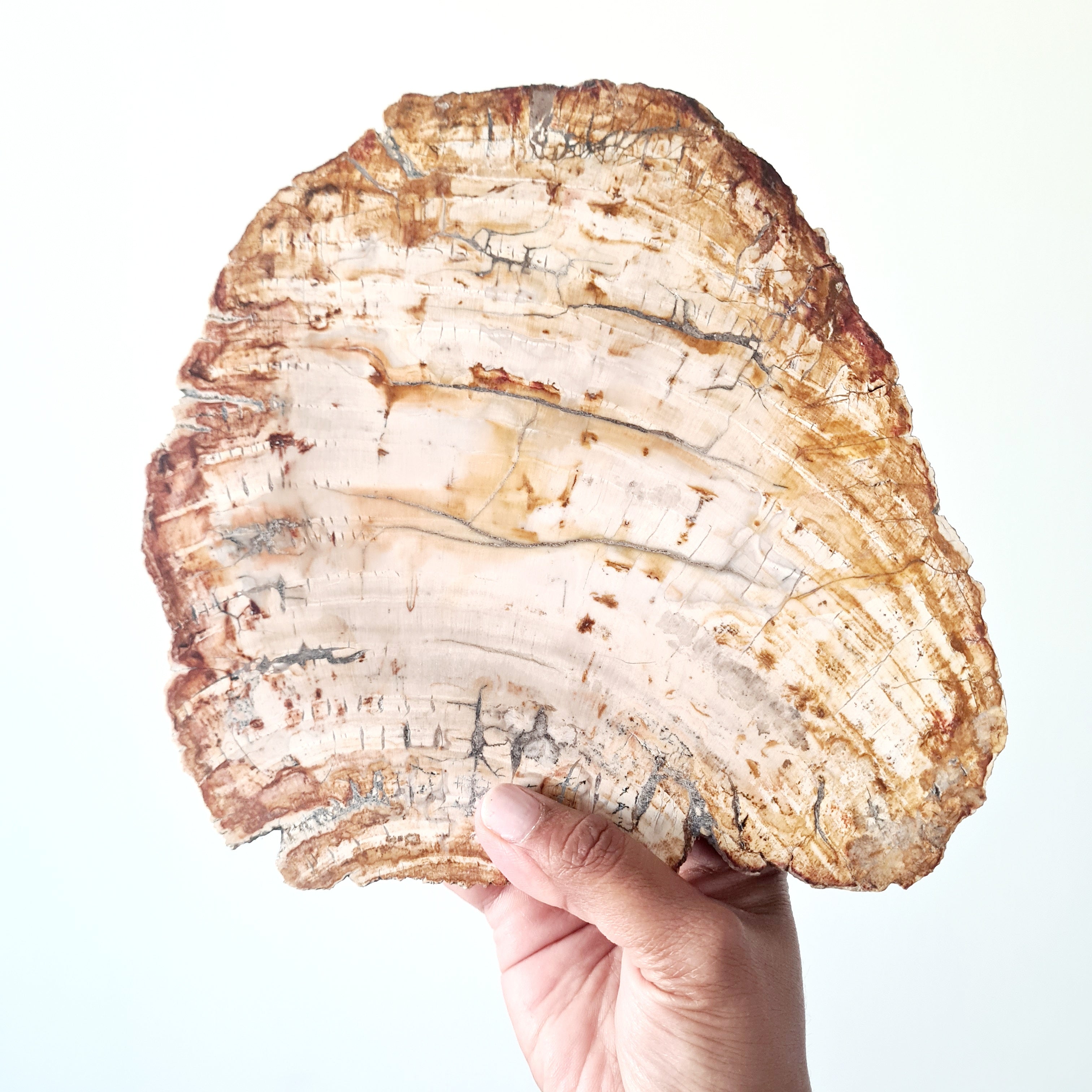 Petrified Wood Slice