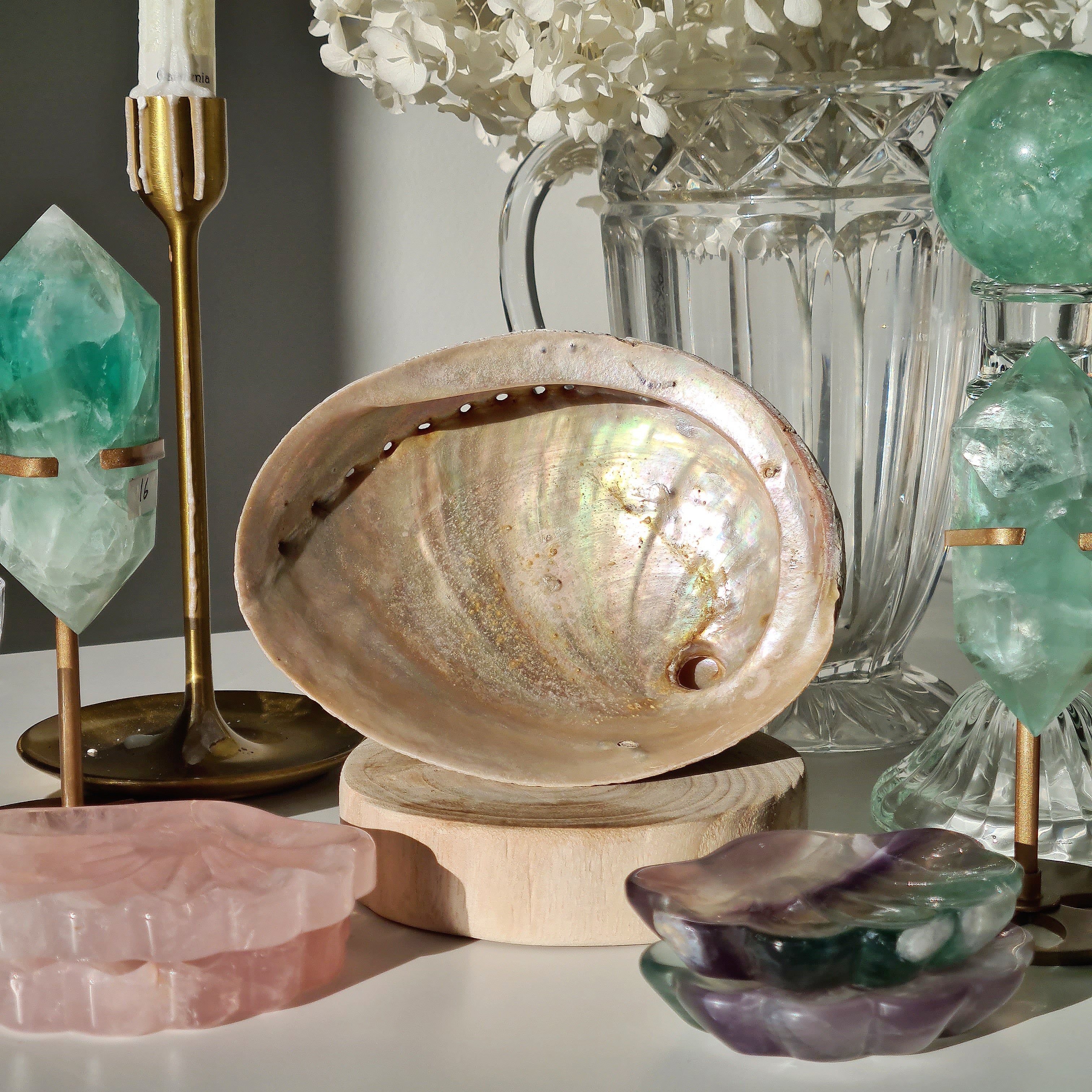 Abalone Shell 🐚 | A | Large