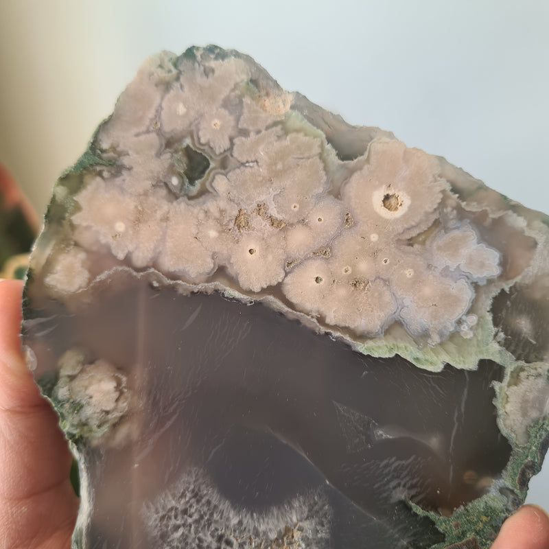 Flower Agate Slice ~ 8