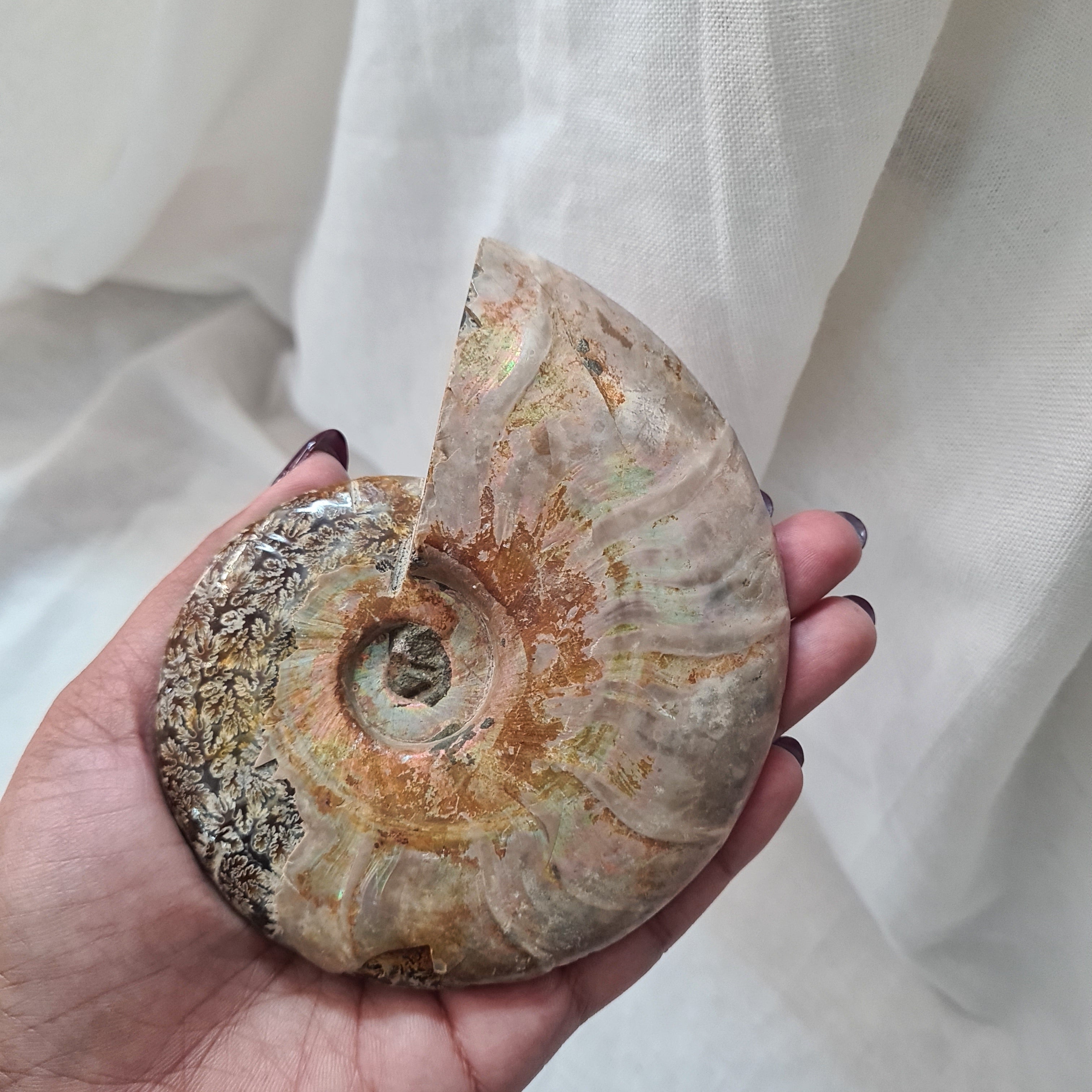 Ammonite fossil | Madagascar