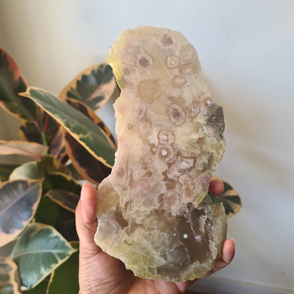 Flower Agate Slice ~ 6